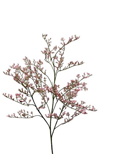 Statice tak 80 cm donkerroze