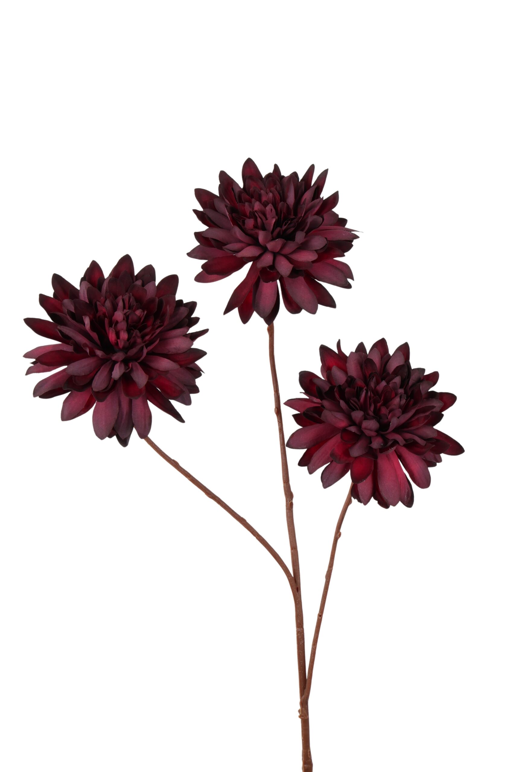 Homepagina - Robert's Collection