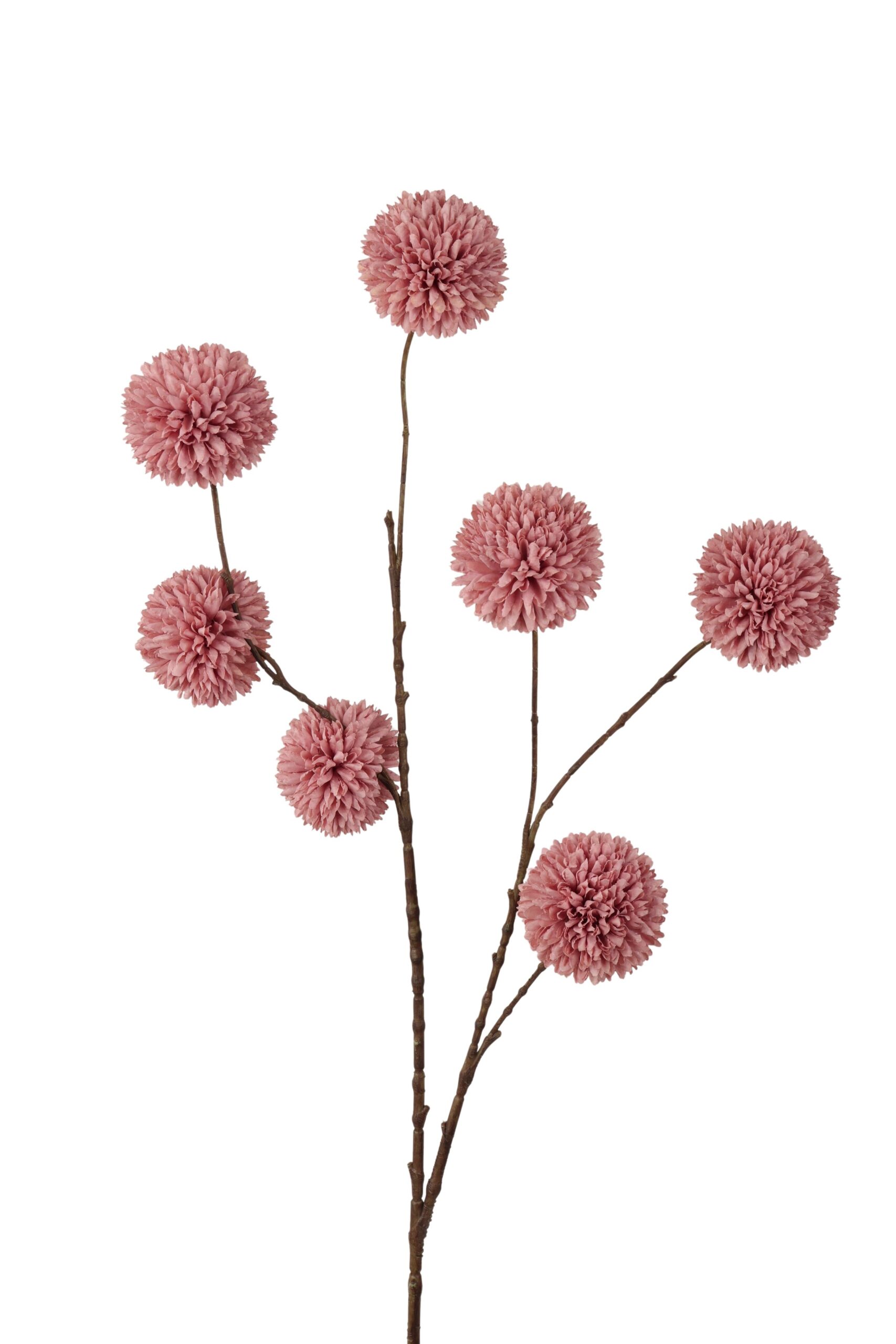 Homepagina - Robert's Collection