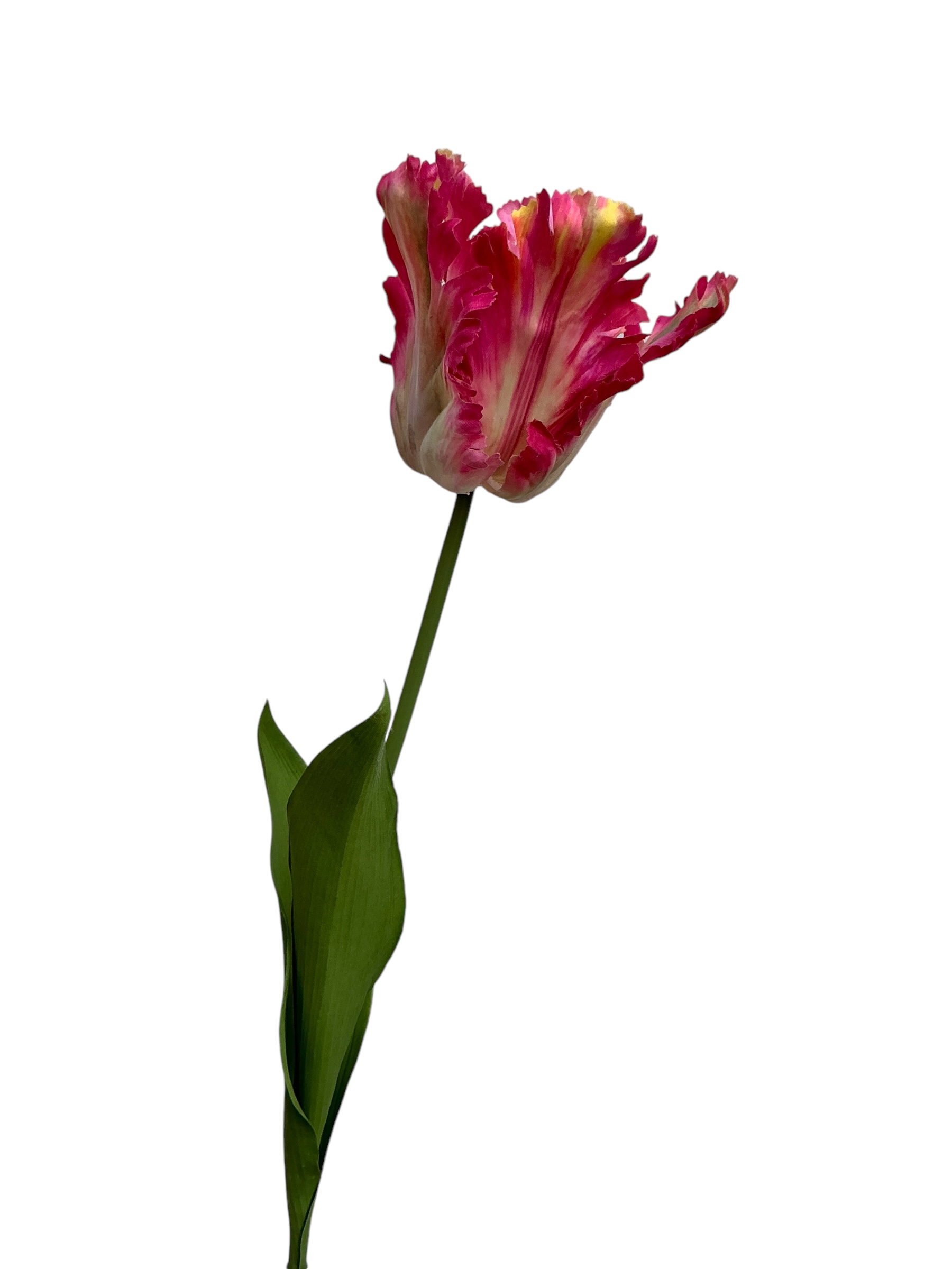 tulp parrot 80 cm rose/red