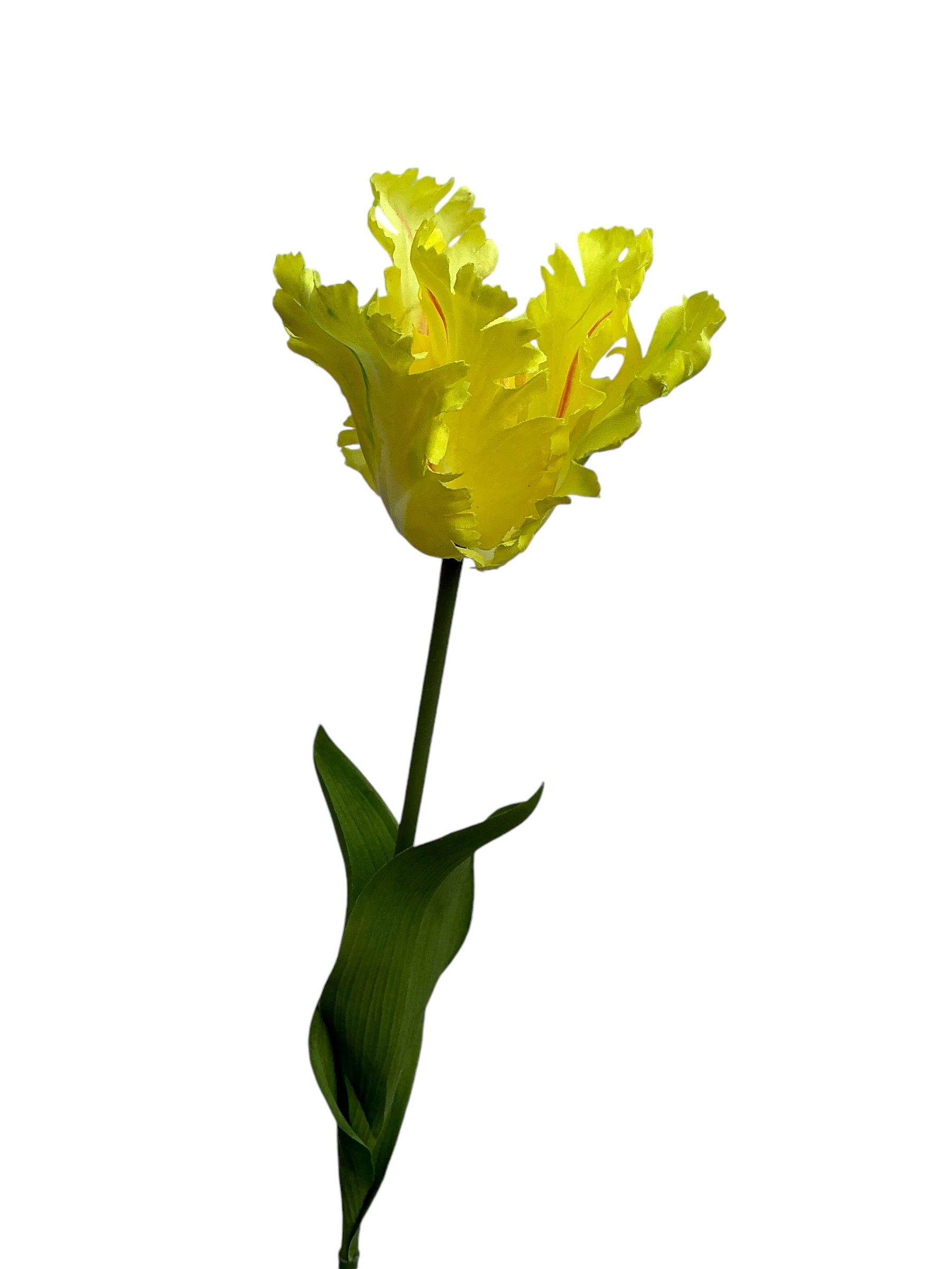 tulp parrot 80 cm yellow