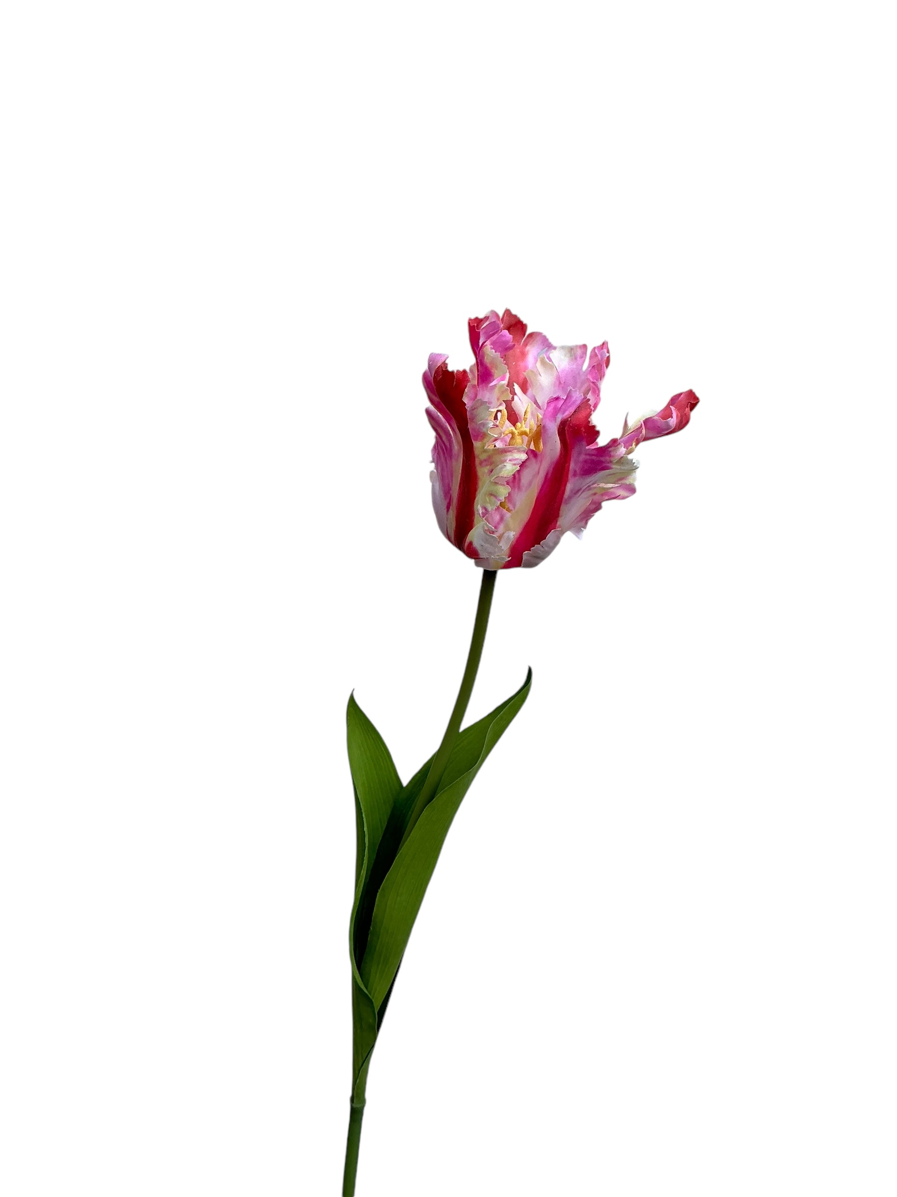 tulp parrot 80 cm pink