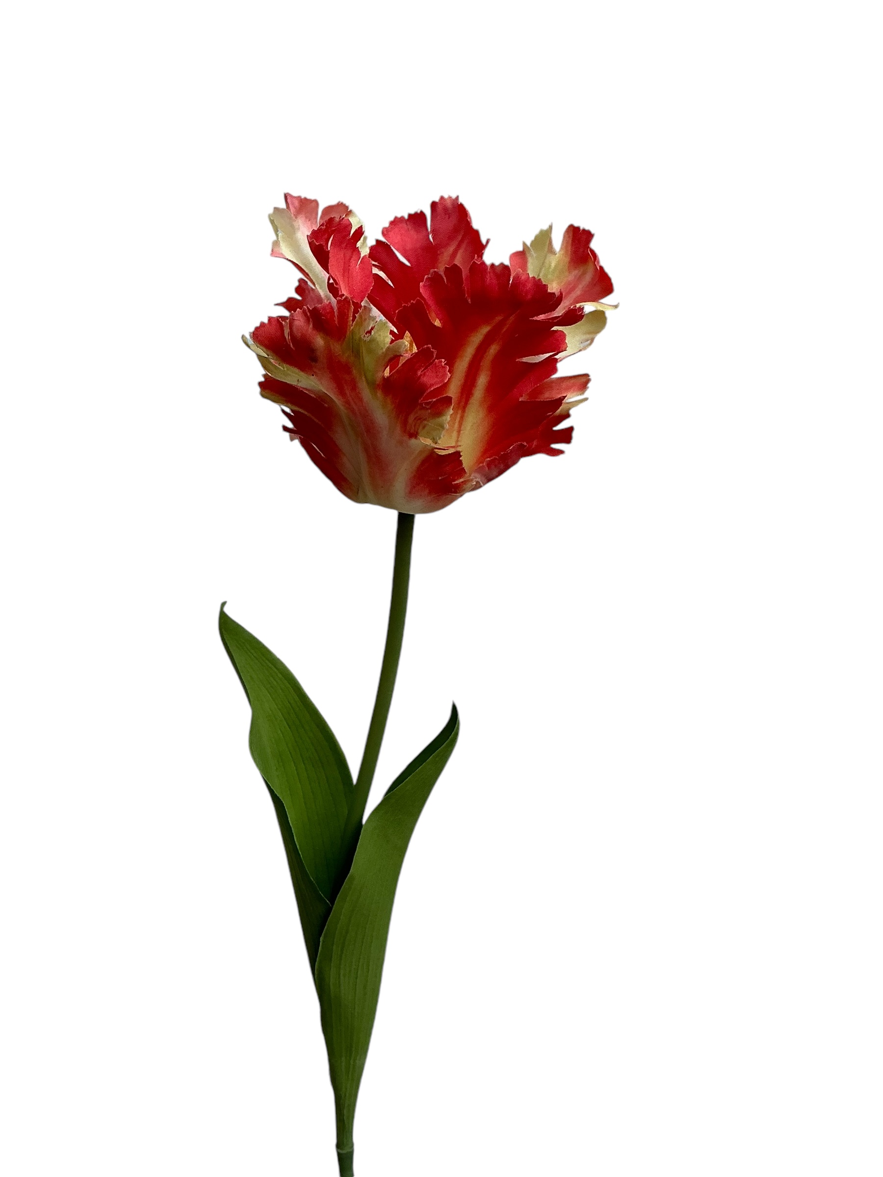 tulp parrot 80 cm oranje