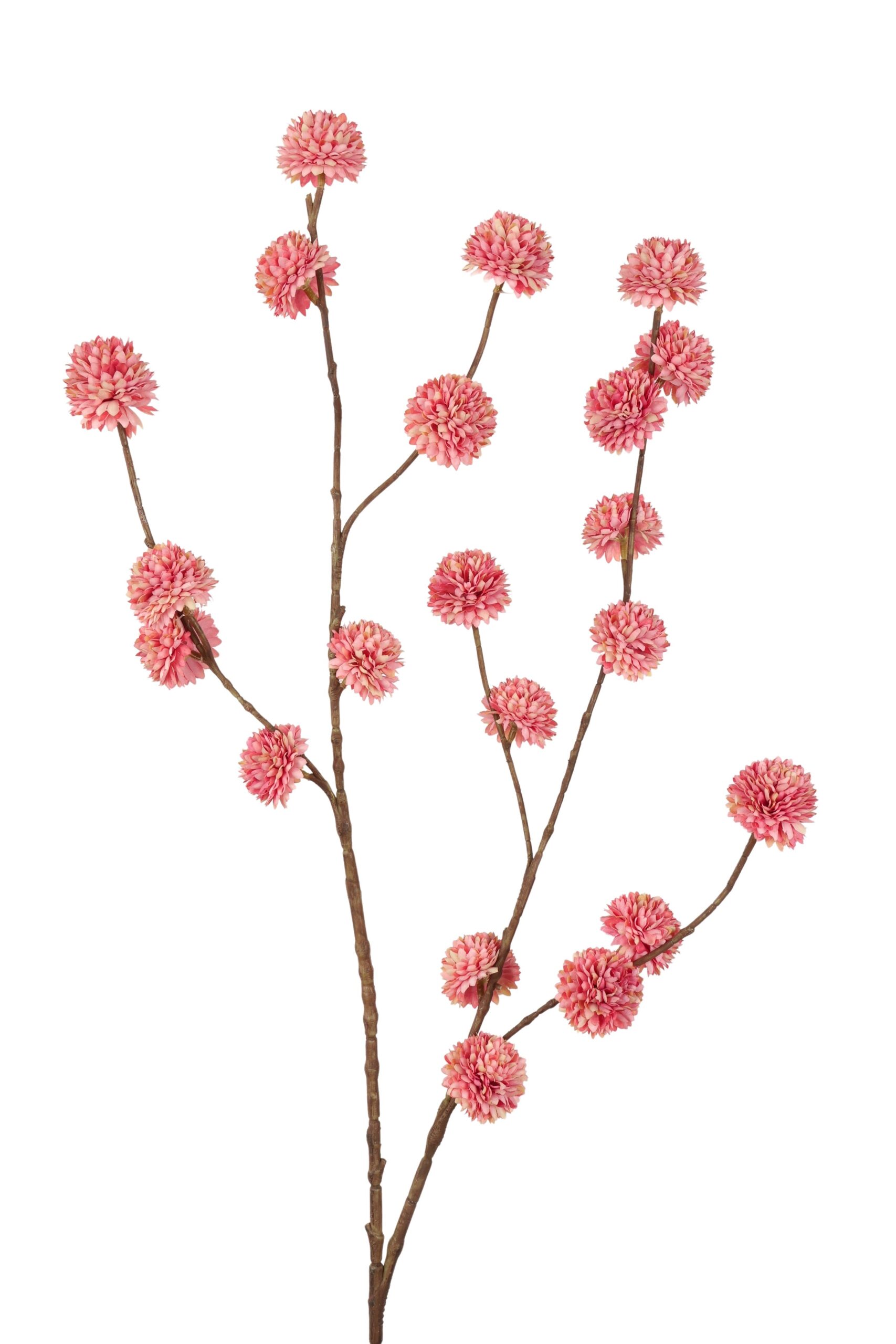 Homepagina - Robert's Collection