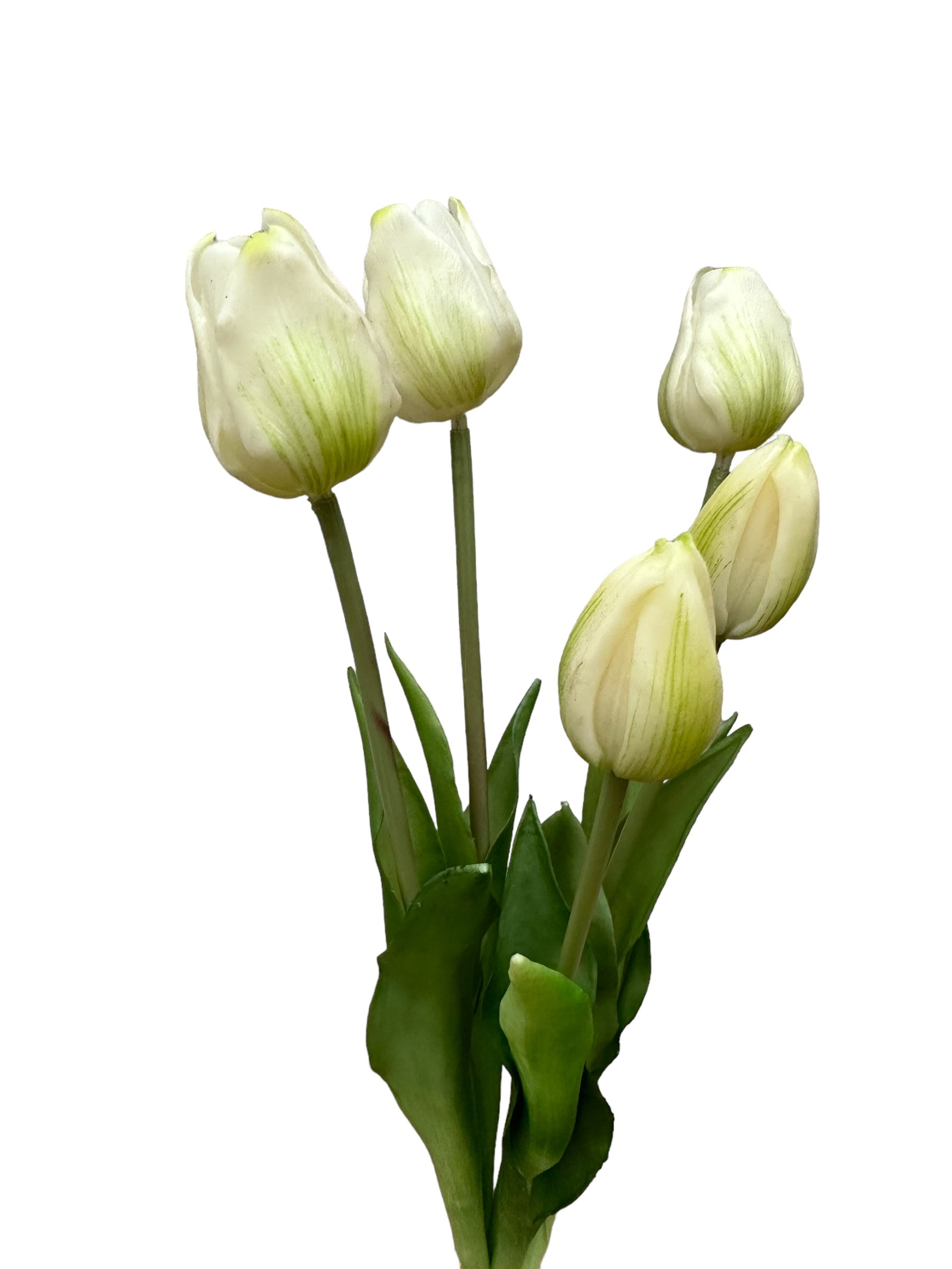 tulp bush x 5 (32cm) white green