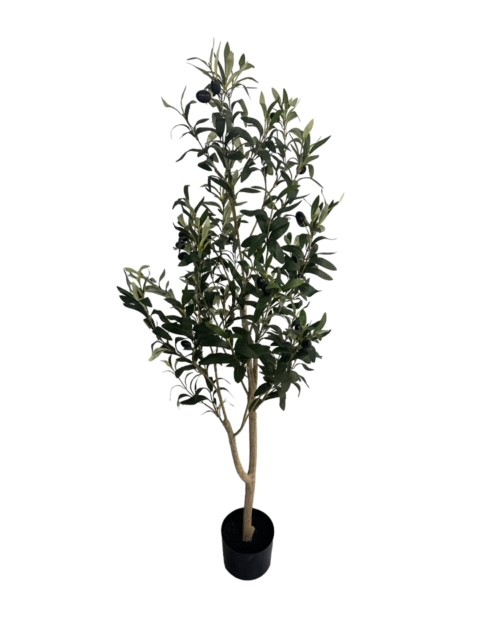 Homepagina - Robert's Collection