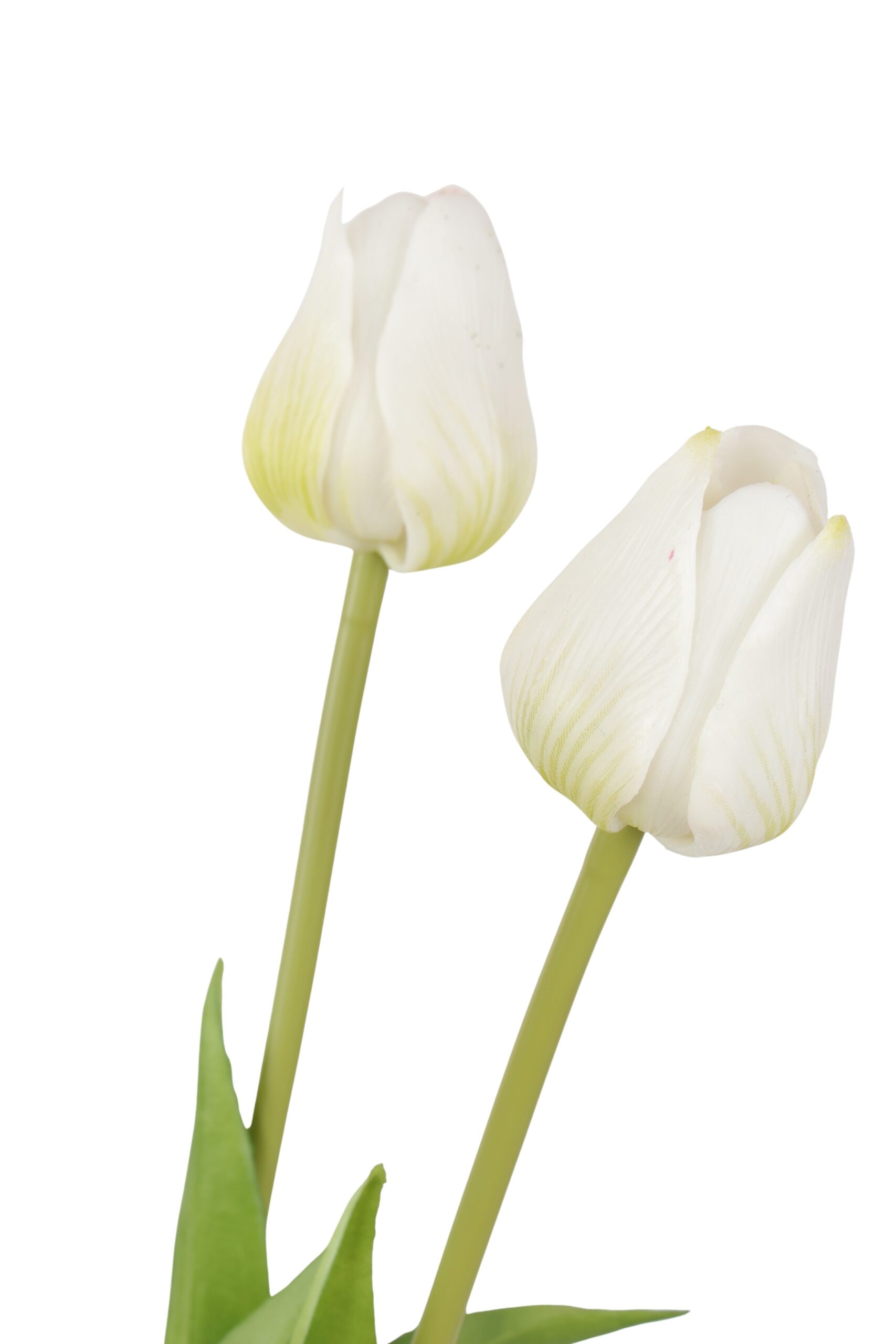 tulp bush x 5 olivia 47 cm wh/gr, foto 2 van 2