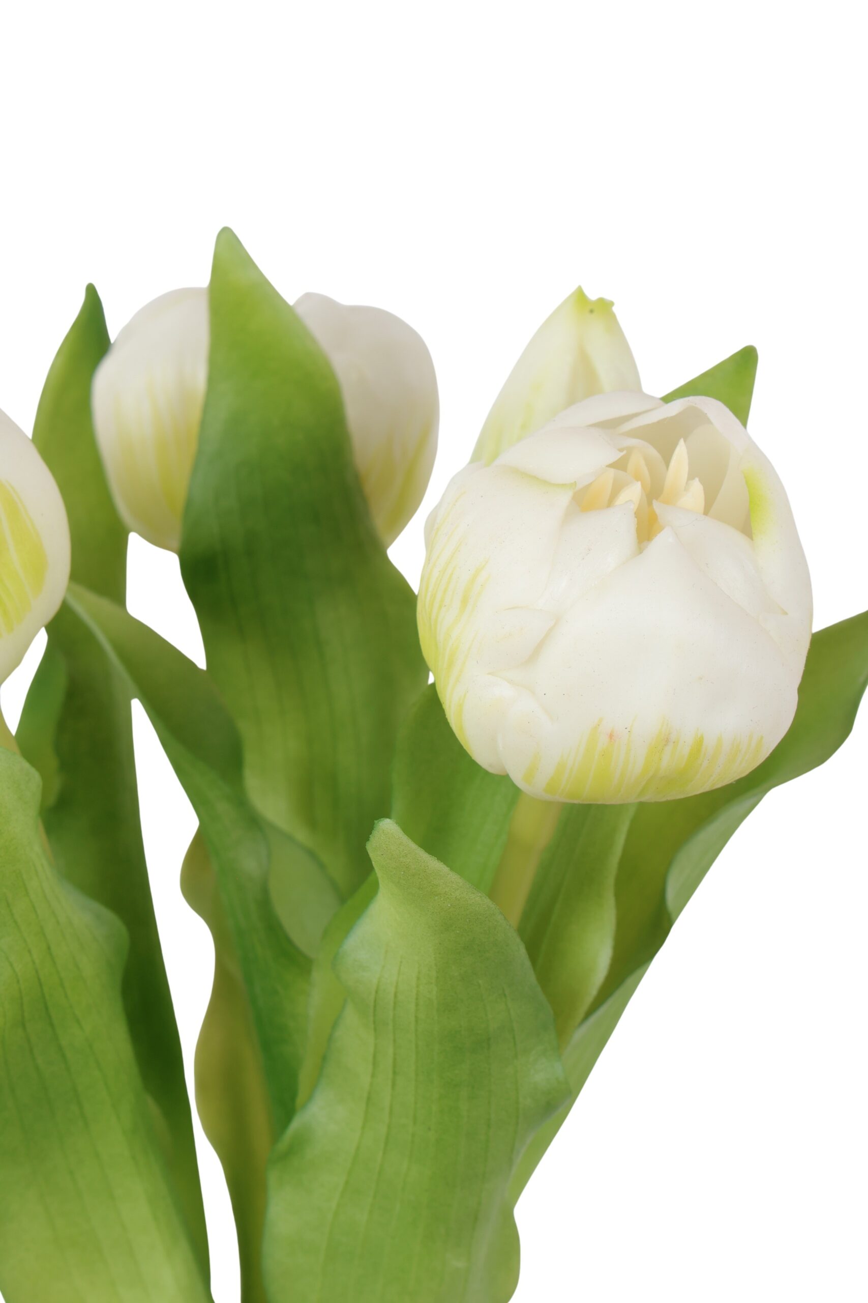 pioen tulp bush x 5 wit/gr, foto 2 van 2