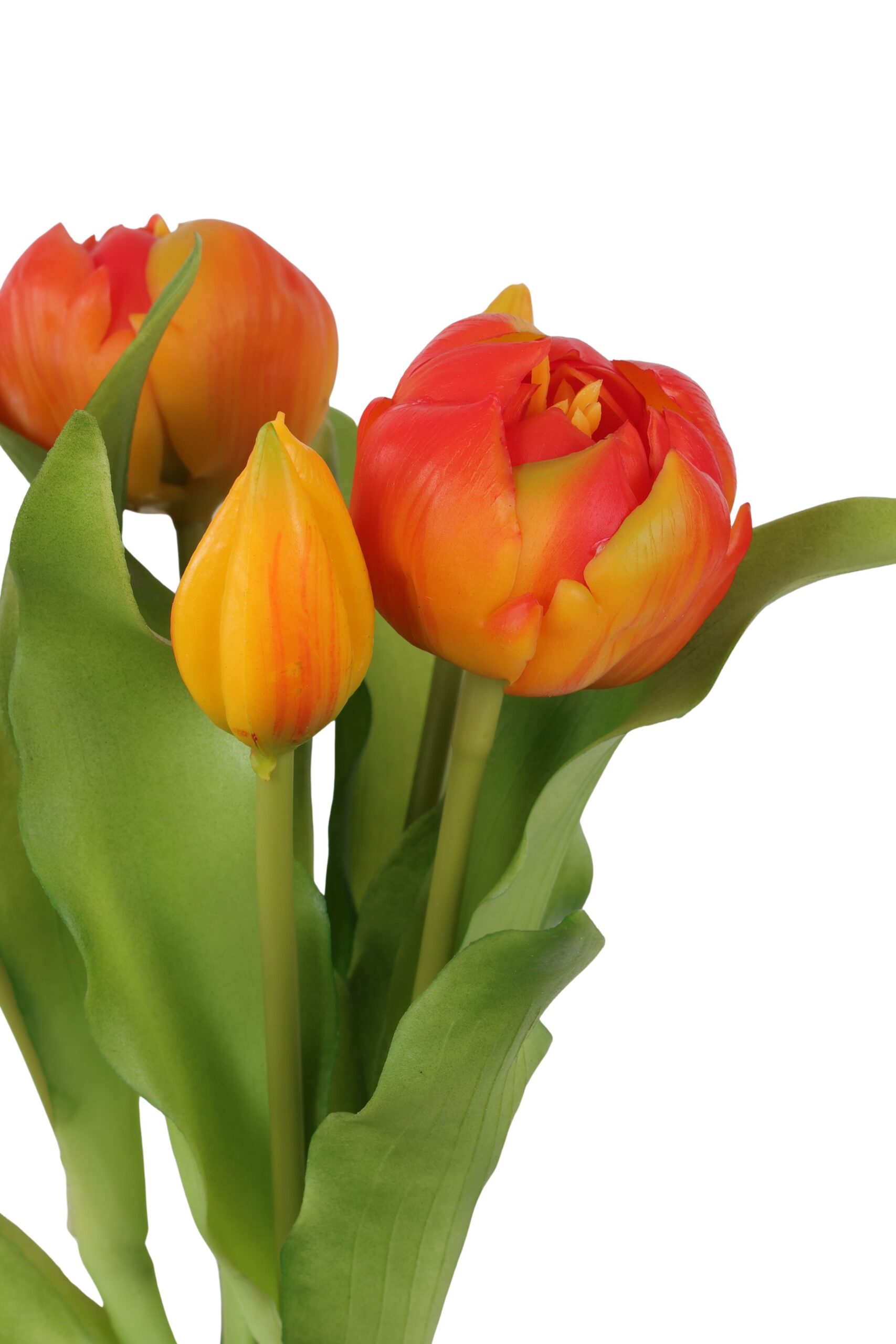 pioen tulp bush x 5 orange, foto 2 van 2