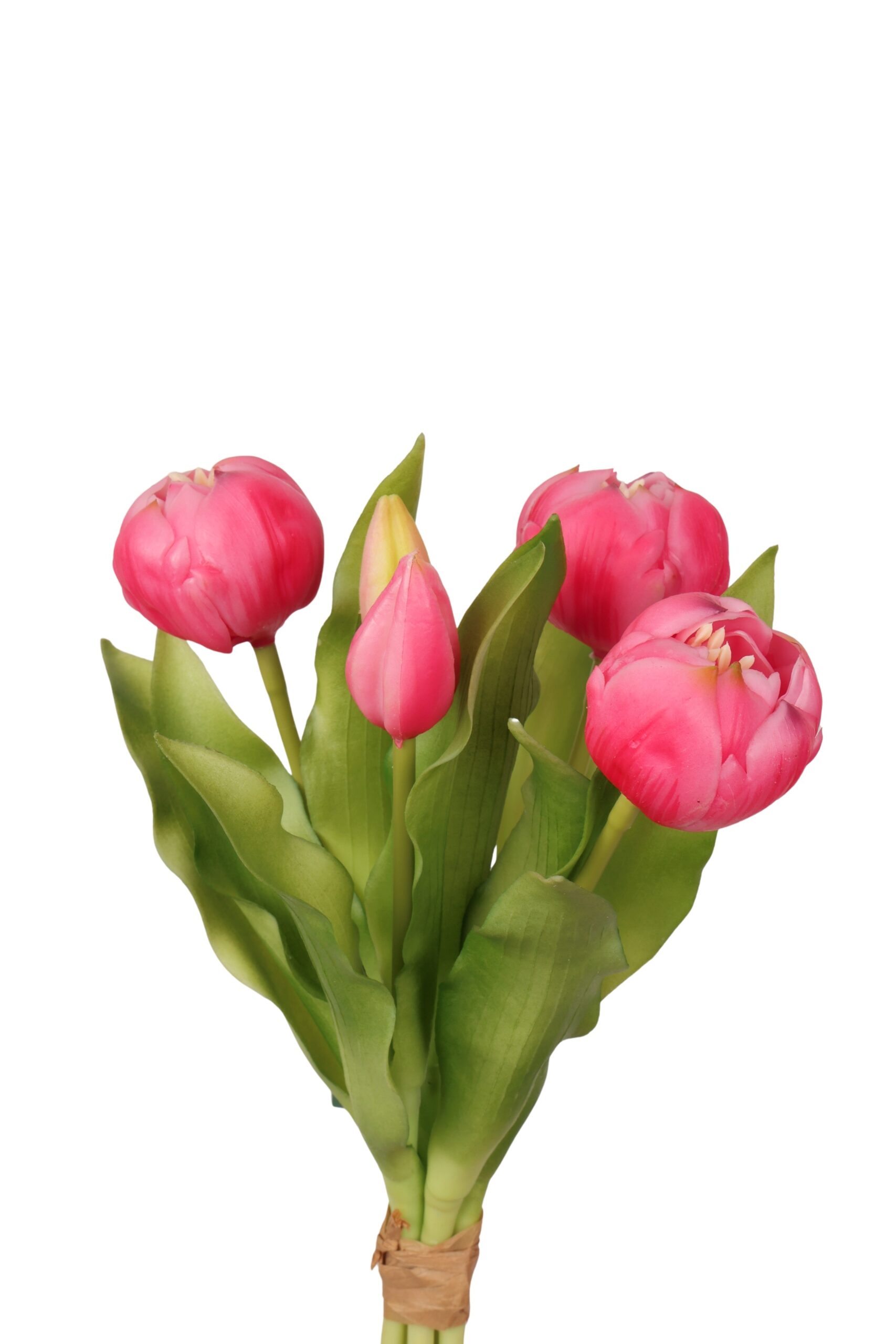 pioen tulp bush x 5 fuchsia