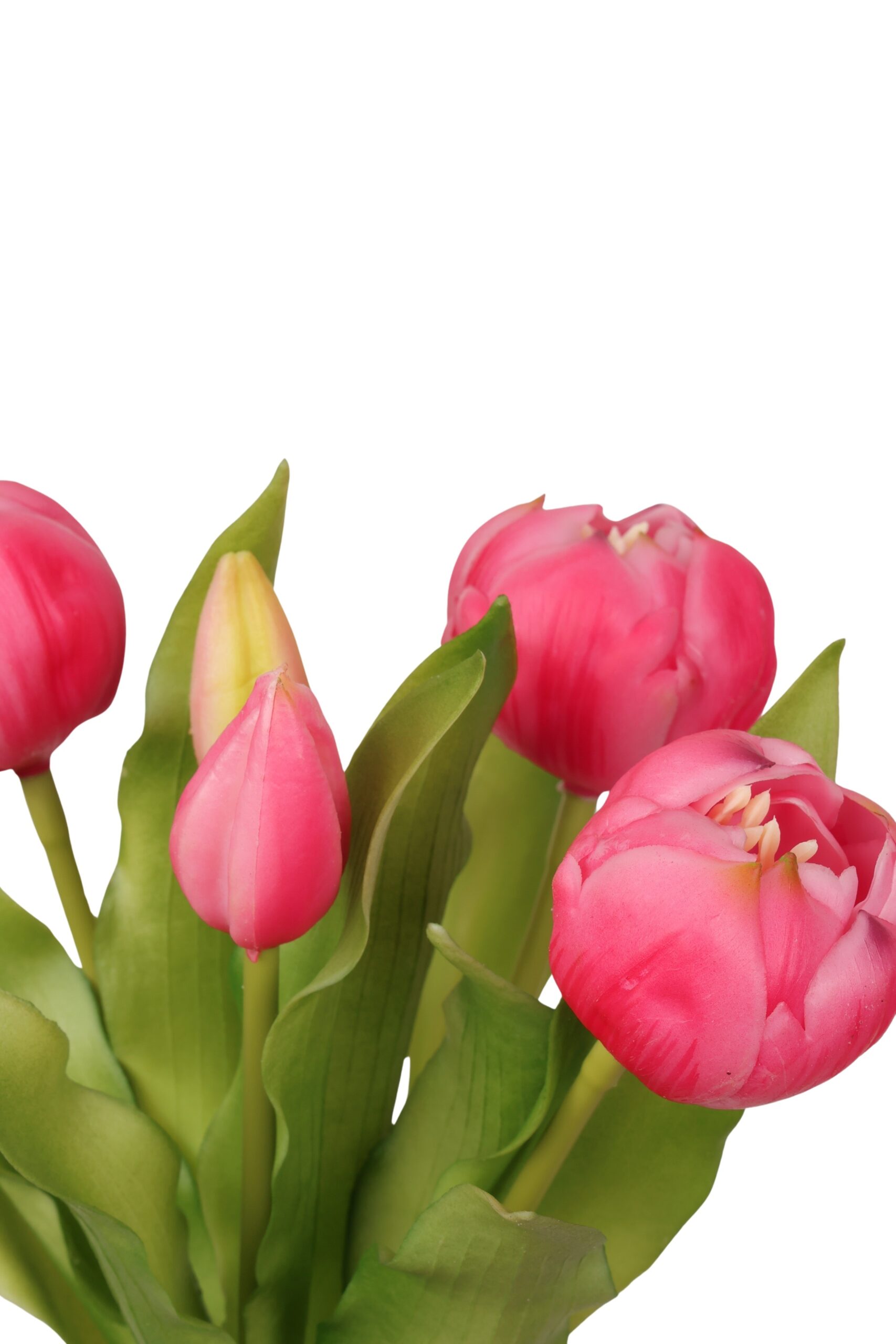 pioen tulp bush x 5 fuchsia, foto 2 van 2