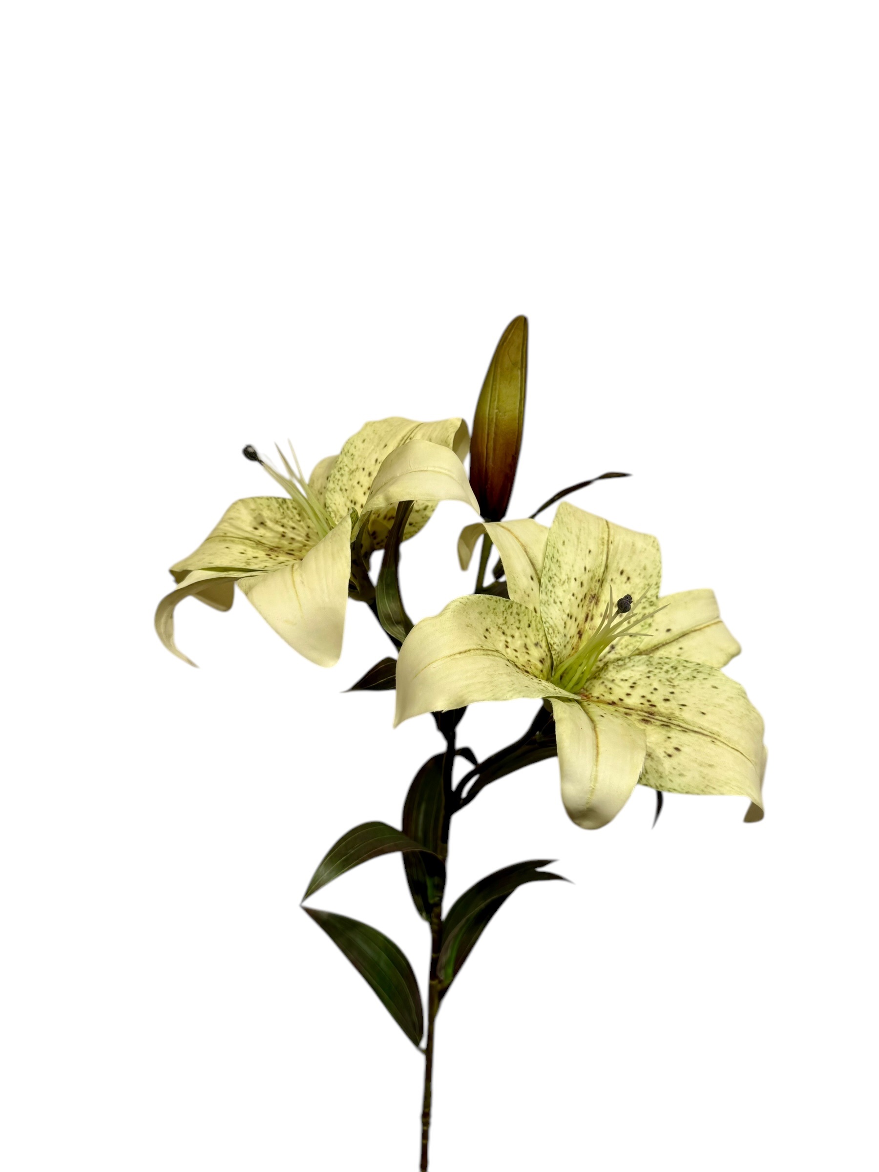 Lelie wit/groen