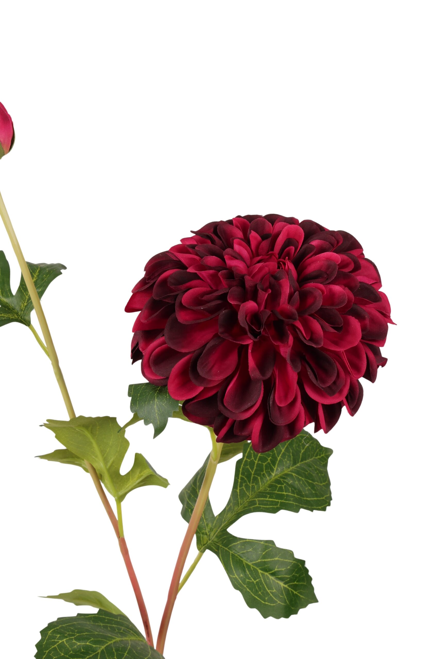 Dahlia x 1 en knop 81 cm donkerrood, foto 2 van 2