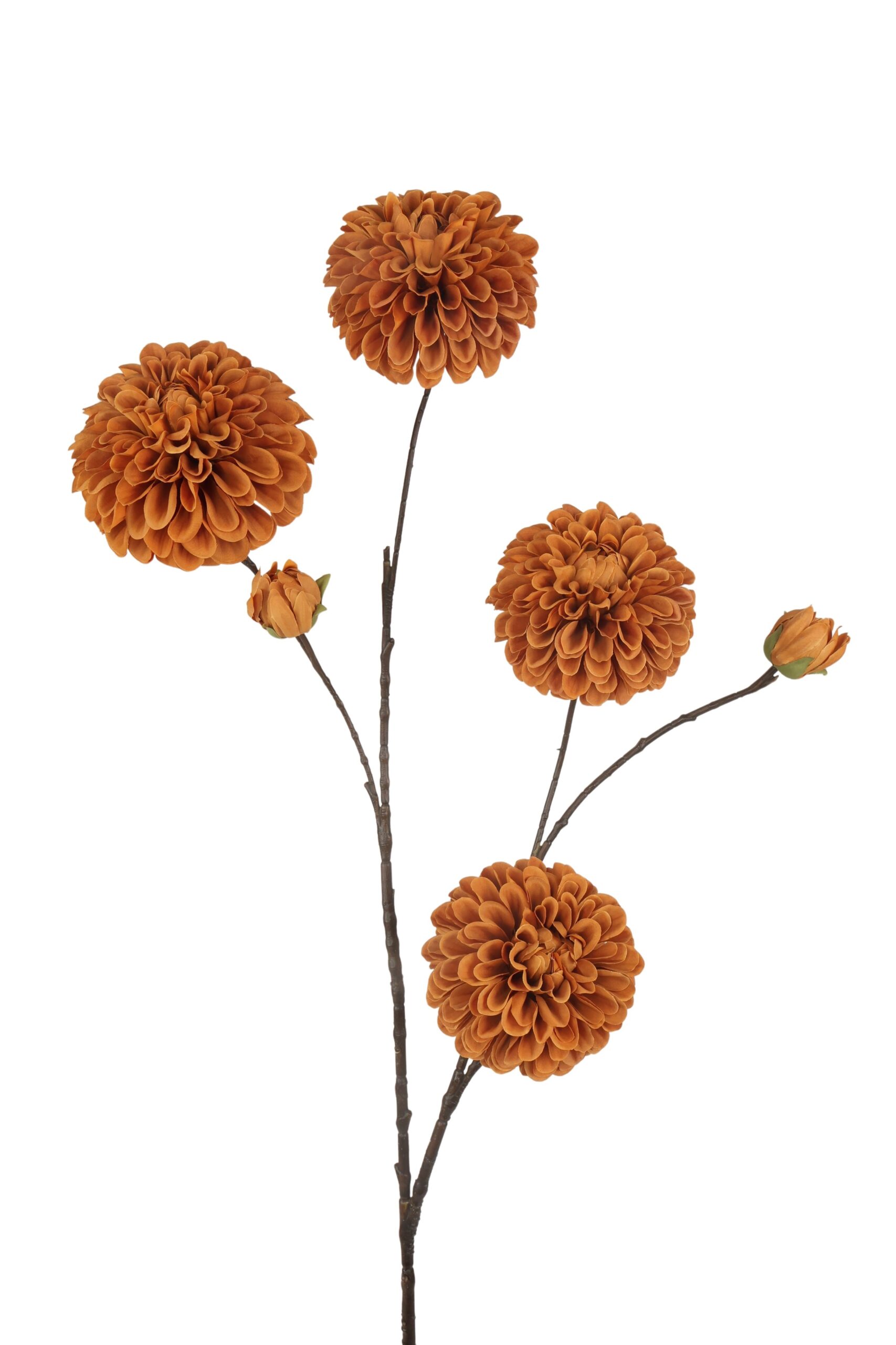 Homepagina - Robert's Collection