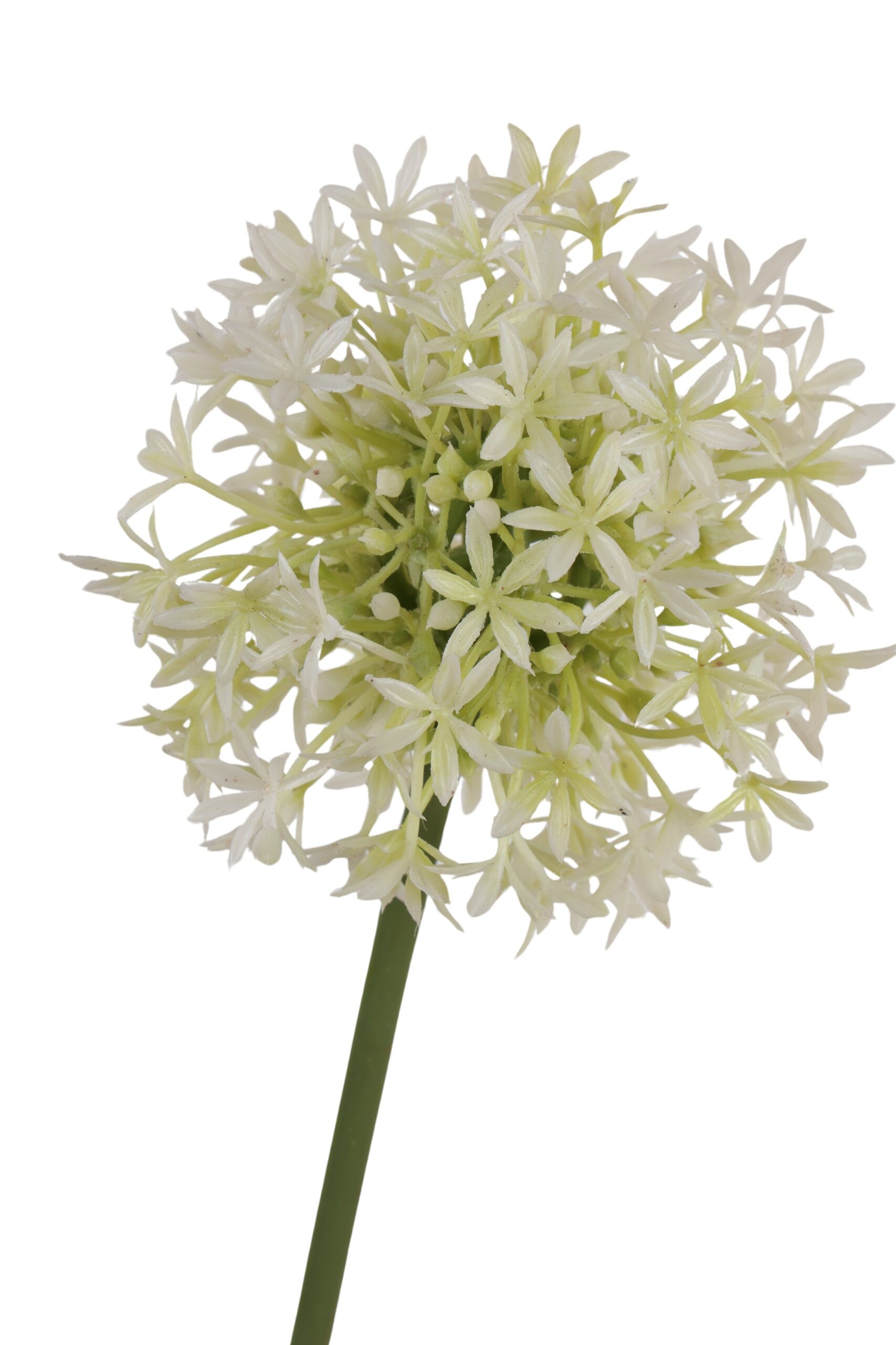 Allium tak enkel 68 cm wit, foto 2 van 2