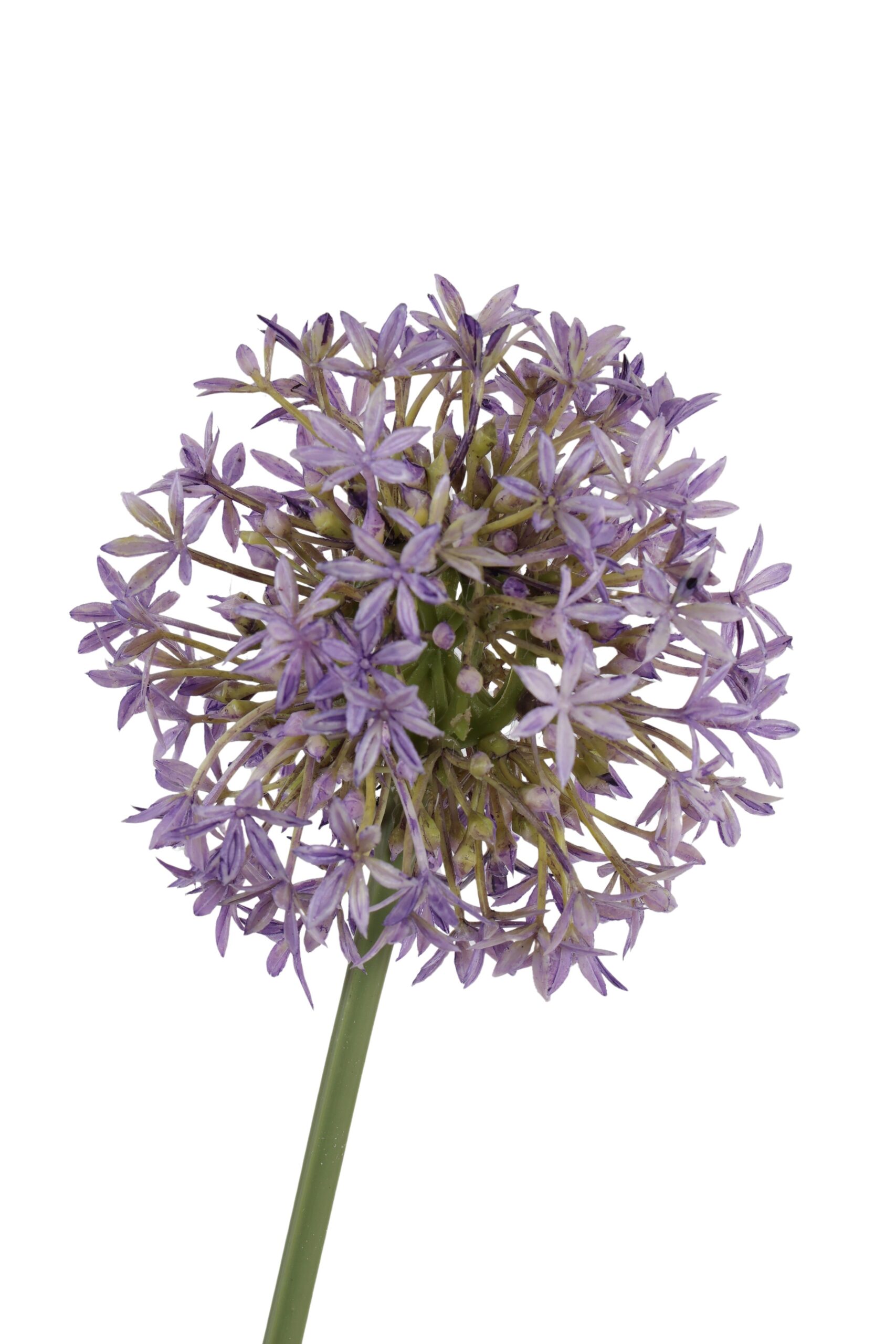 Allium tak enkel 72 cm paars, foto 2 van 2