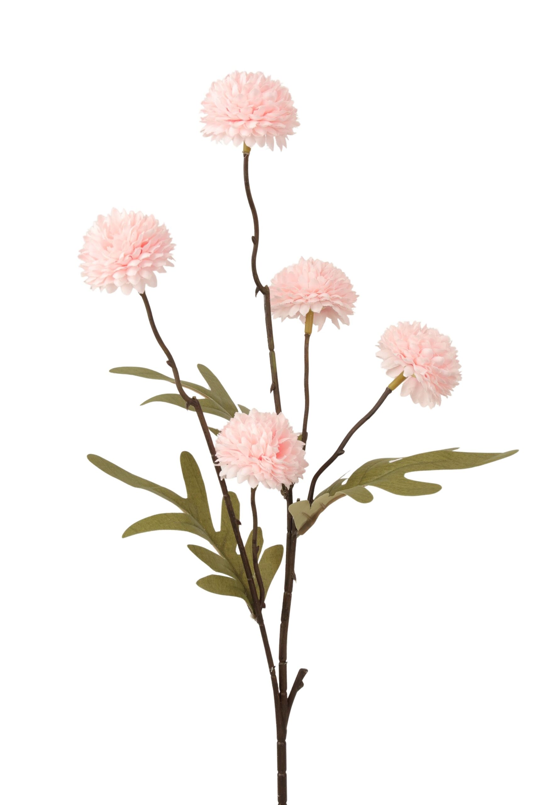 pompom spray x 5 zacht rose