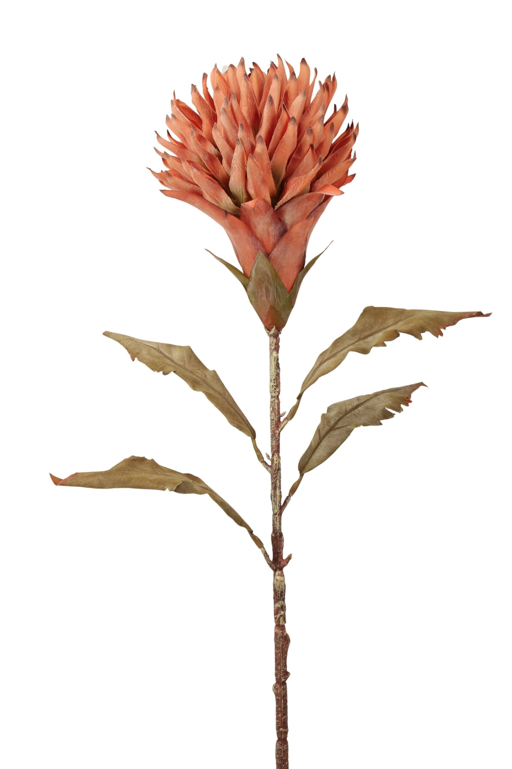 Exotisch tak 80 cm bruin