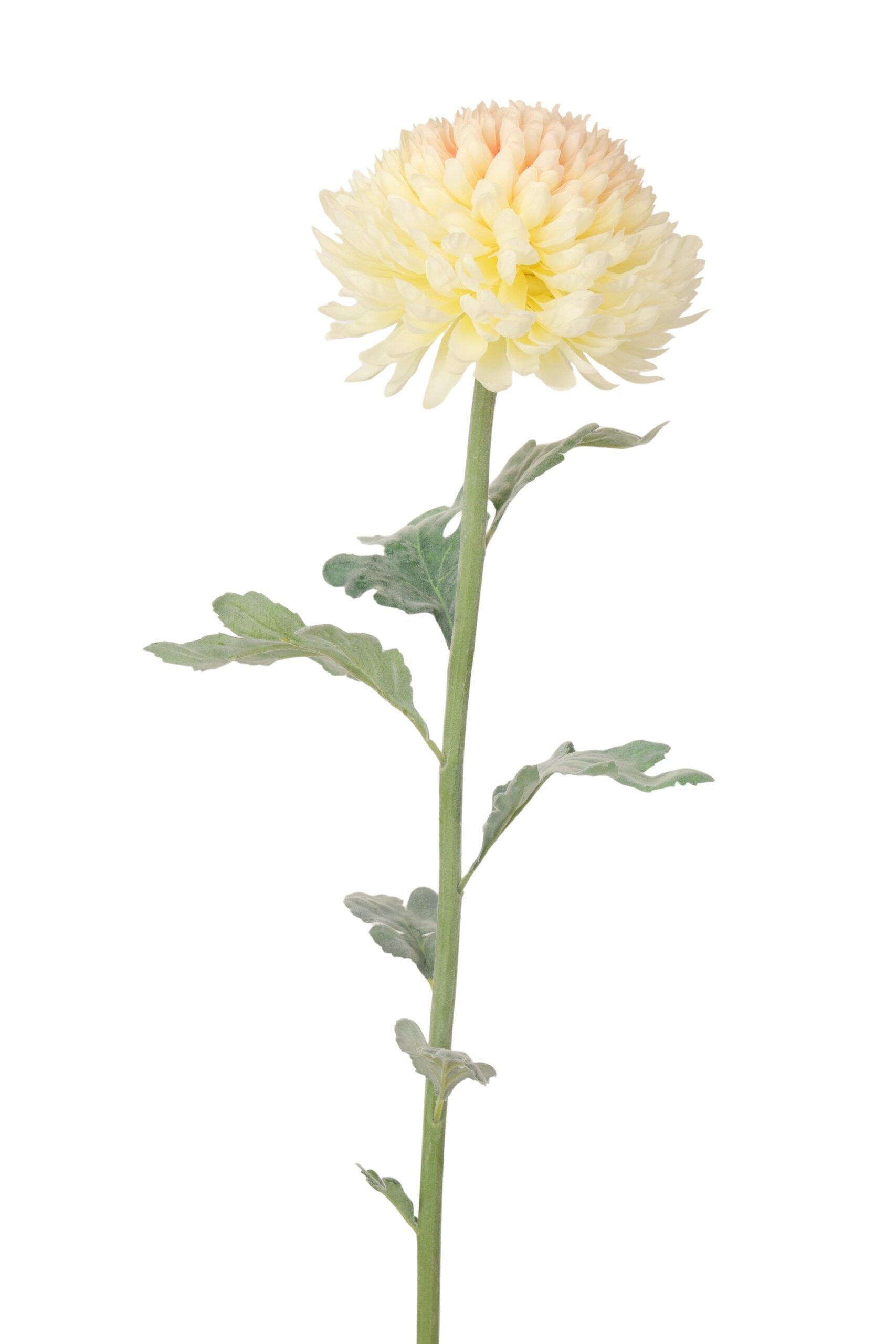 Chrysant 85 cm creme/roze
