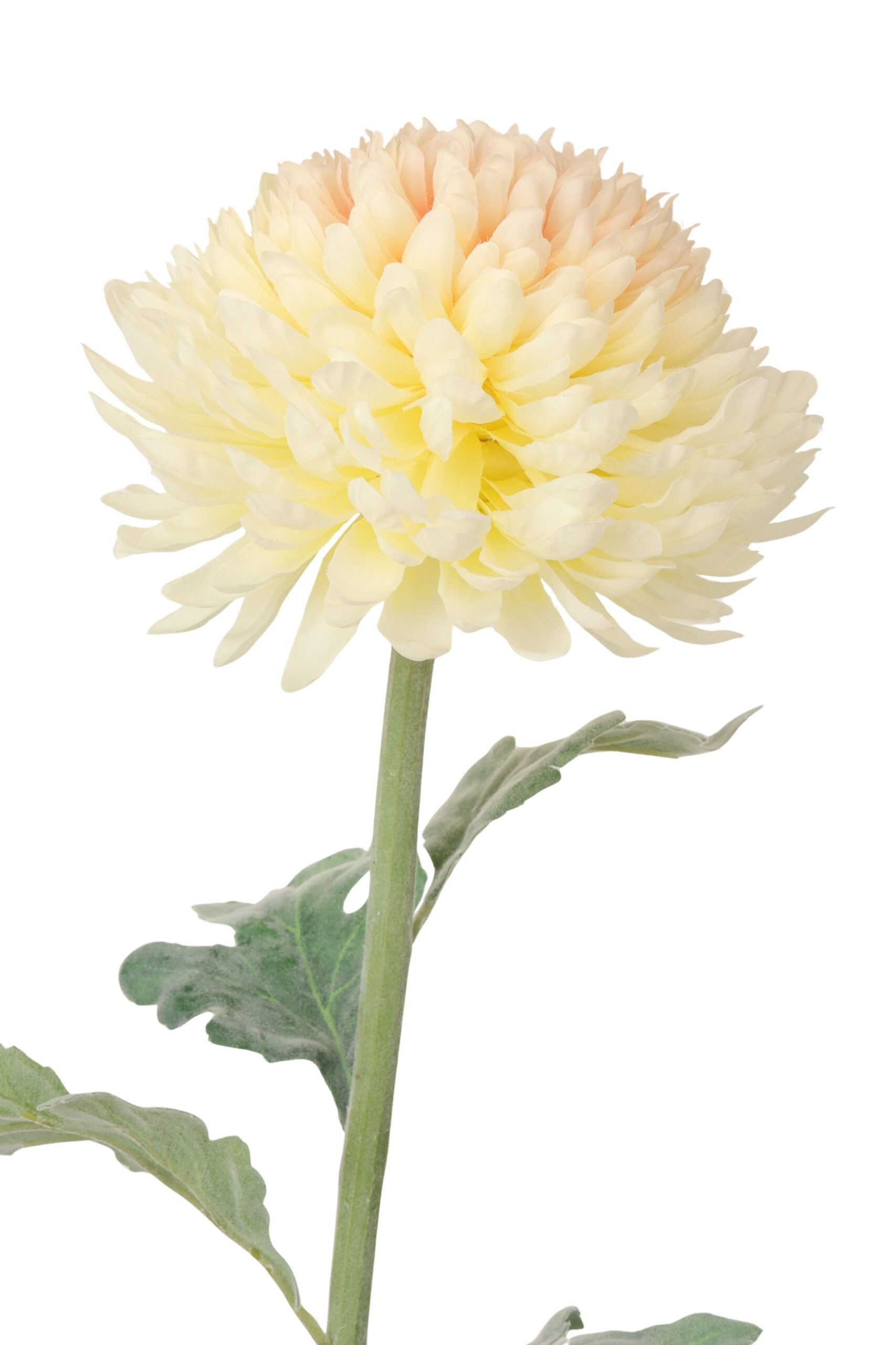Chrysant 85 cm creme/roze, foto 2 van 2