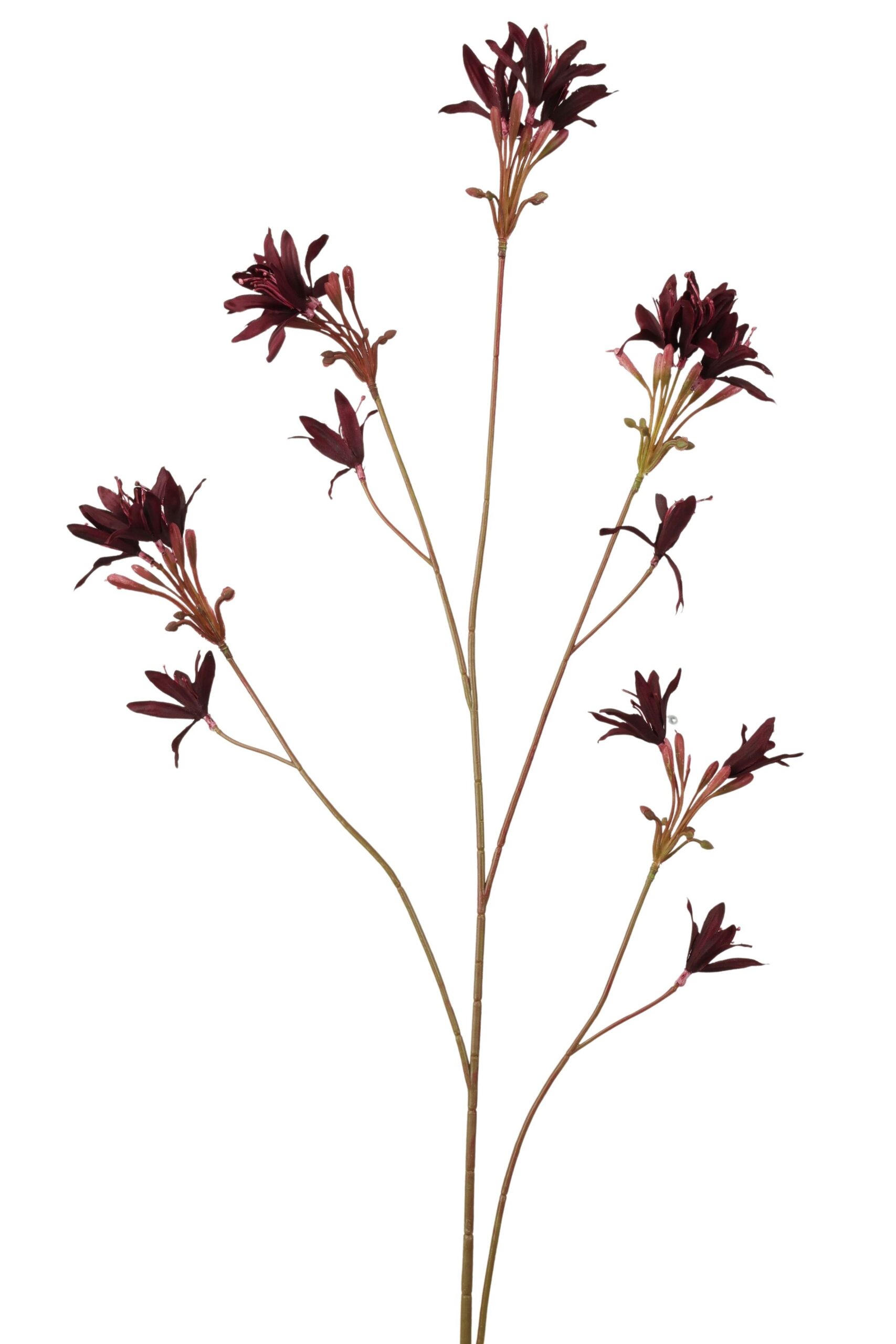 Nerine 100 cm bordeaux