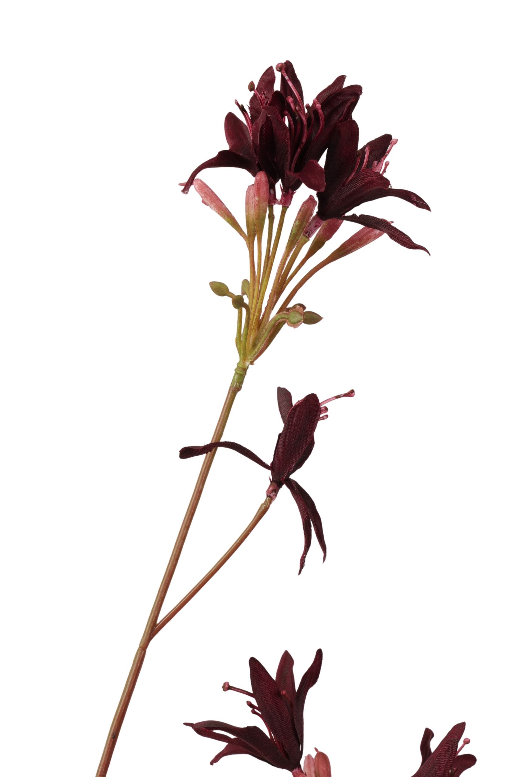 Nerine 100 cm bordeaux, foto 2 van 2