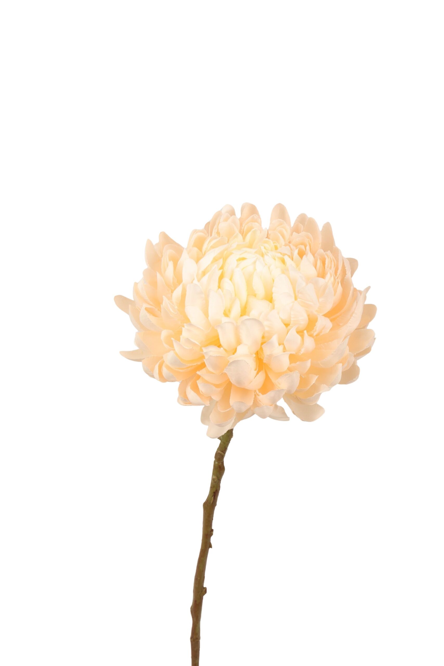 chrysant spray 65 cm cream