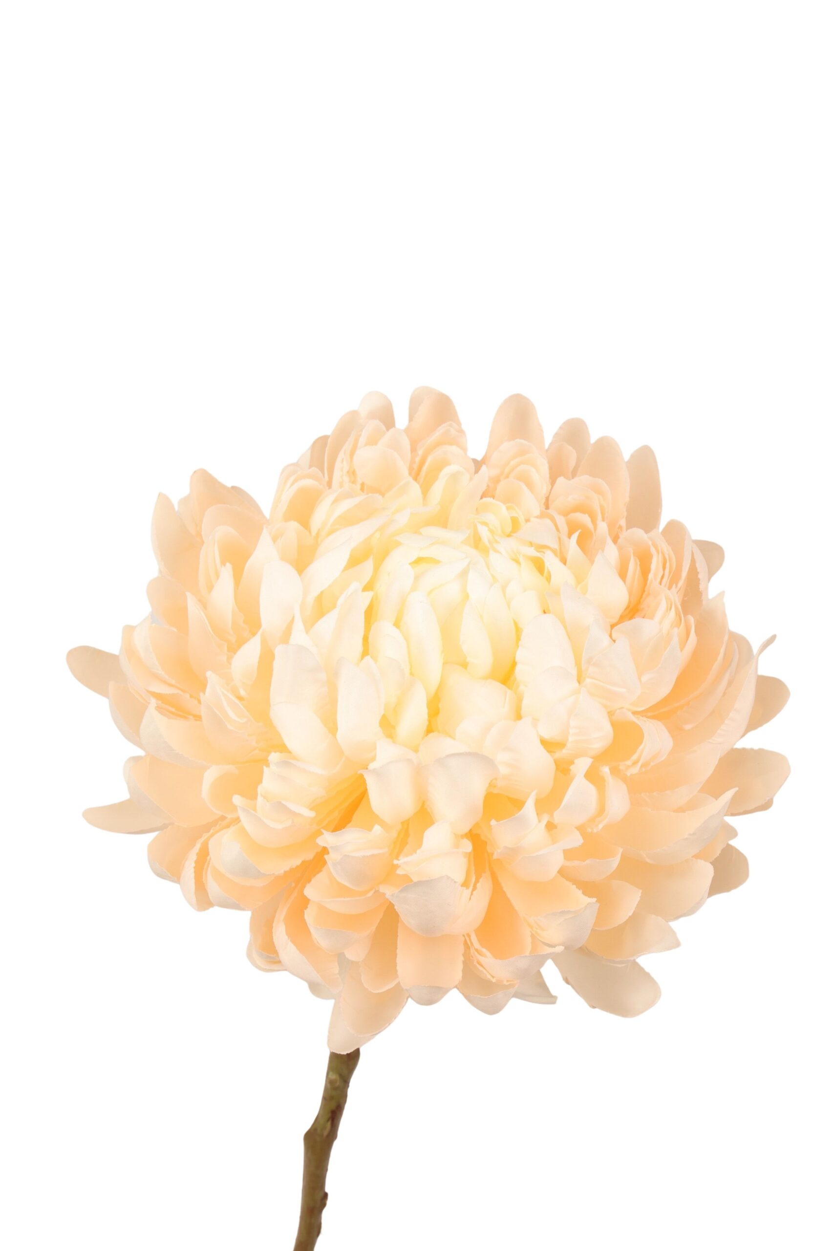 chrysant spray 65 cm cream, foto 2 van 2