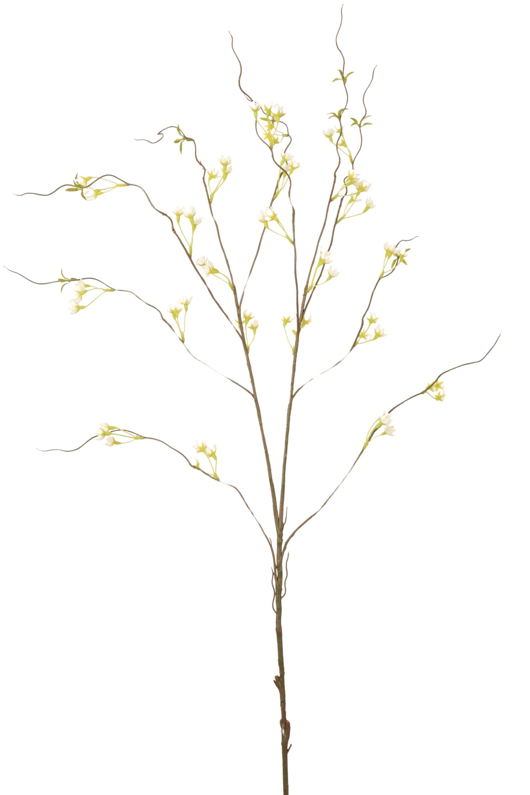 Gypsophylia tak 120 cm crème