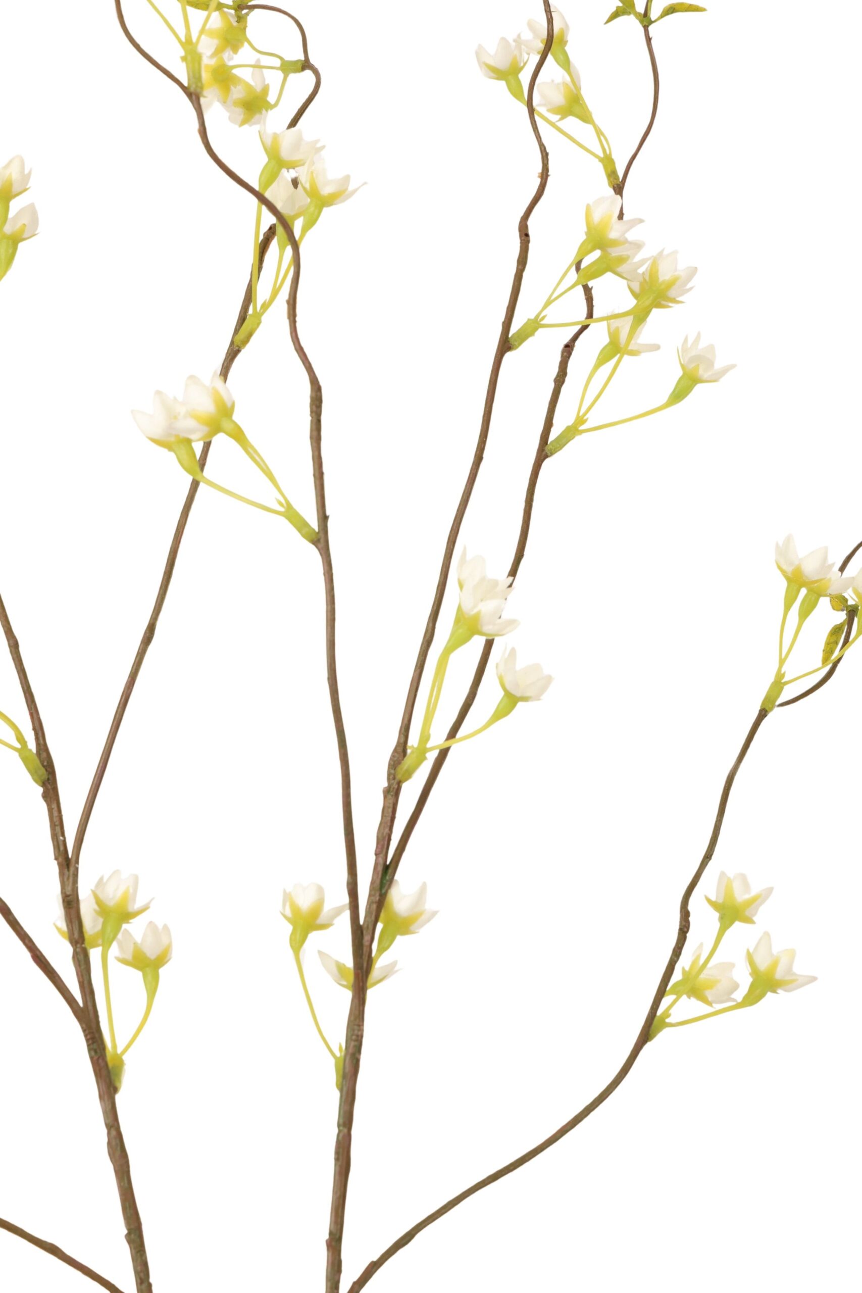 Gypsophylia tak 120 cm crème, foto 2 van 2