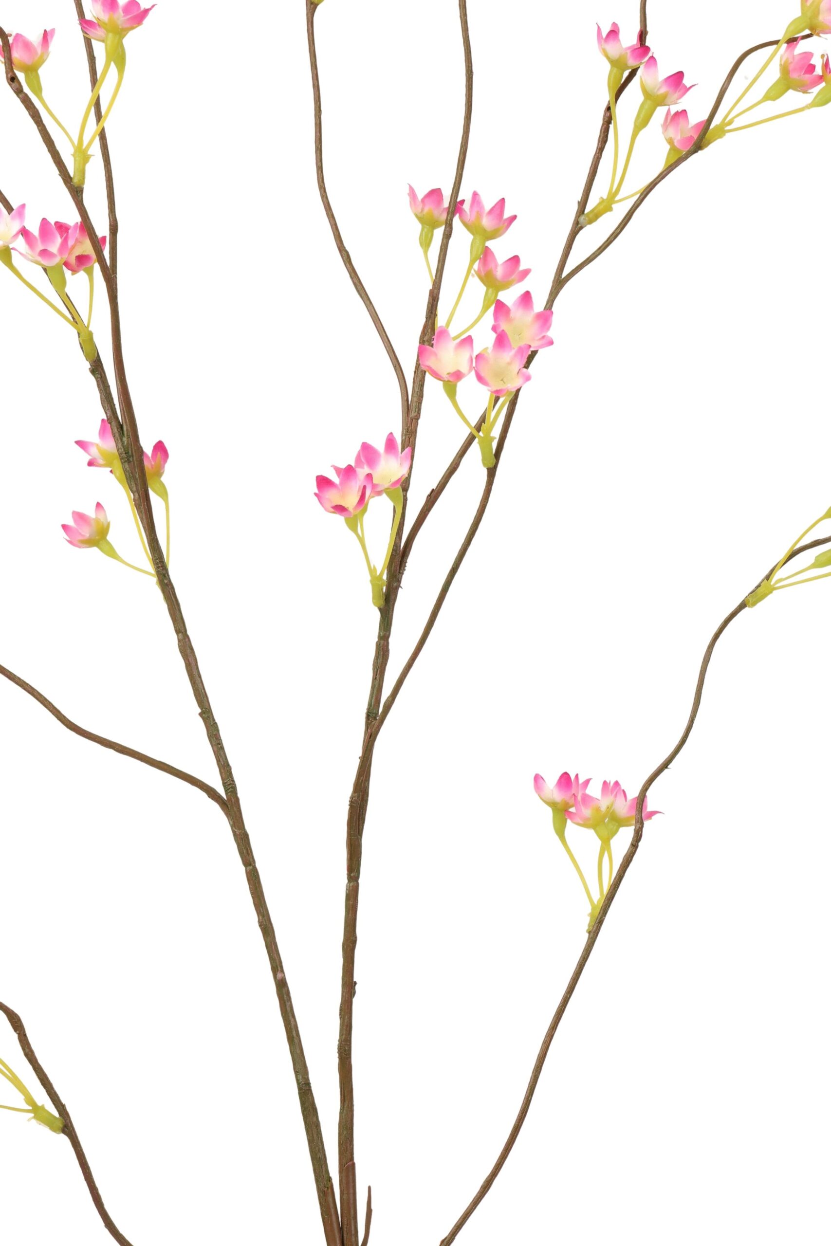 Gypsophylia tak 120 cm roze, foto 2 van 2