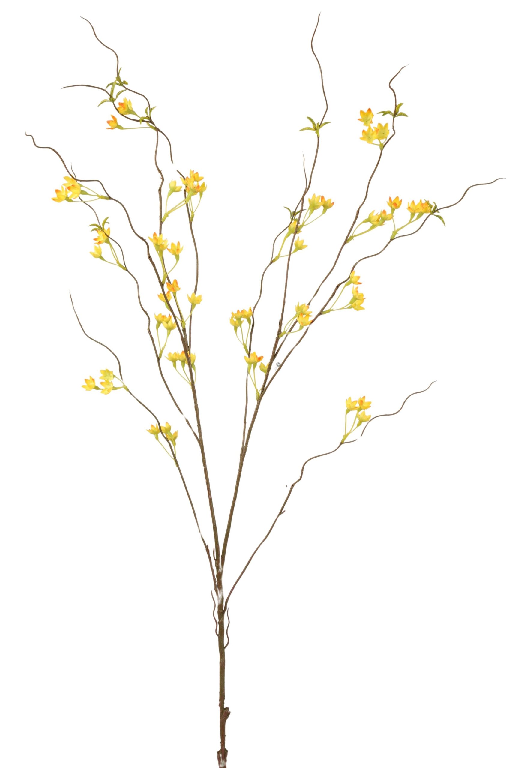 Gypsophylia tak 120 cm geel