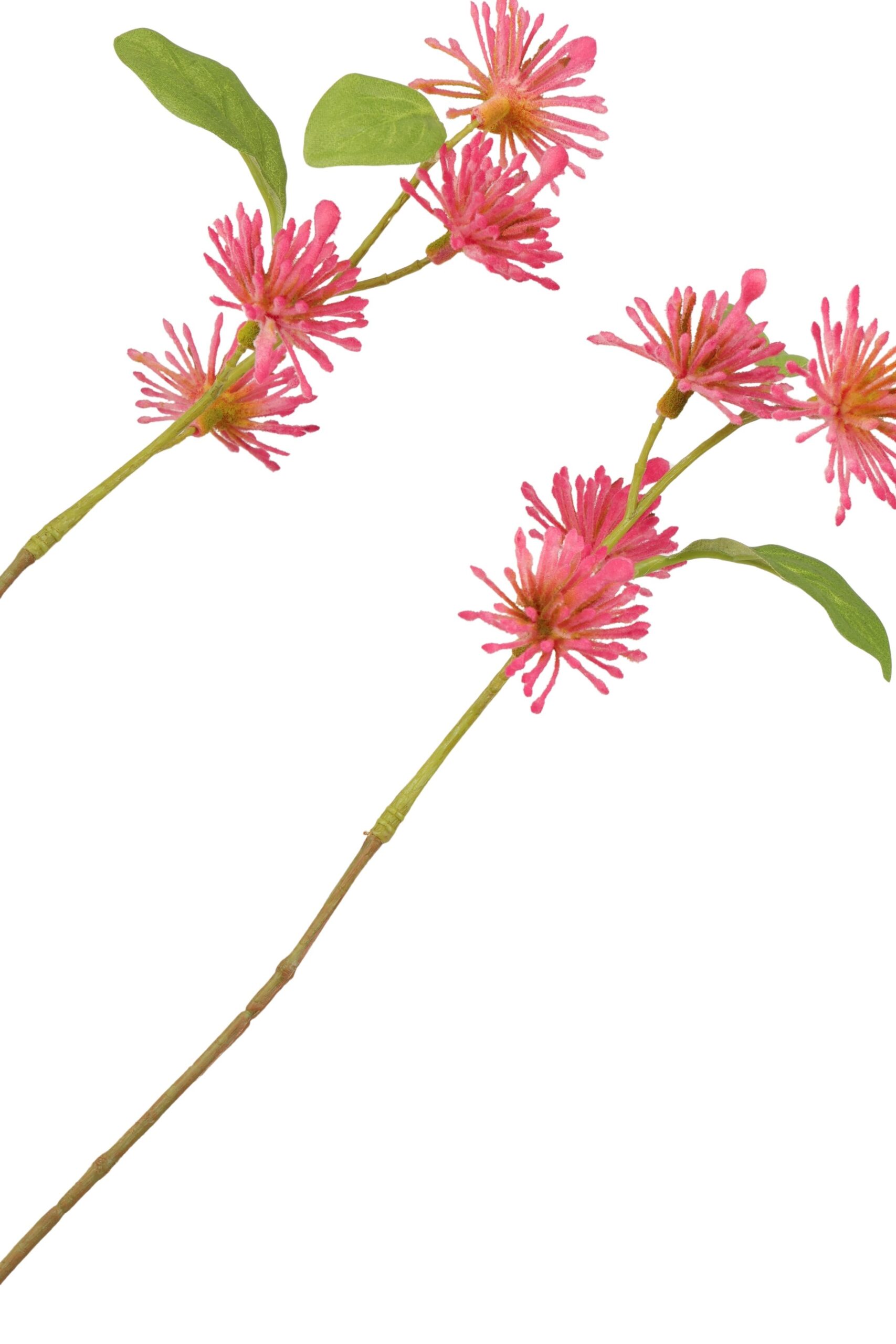 Aster tak 102 cm fuchsia, foto 2 van 2