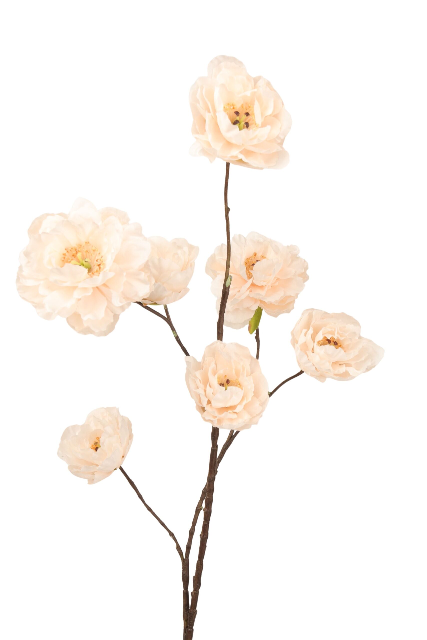 Pioen tak x 7 98 cm crème