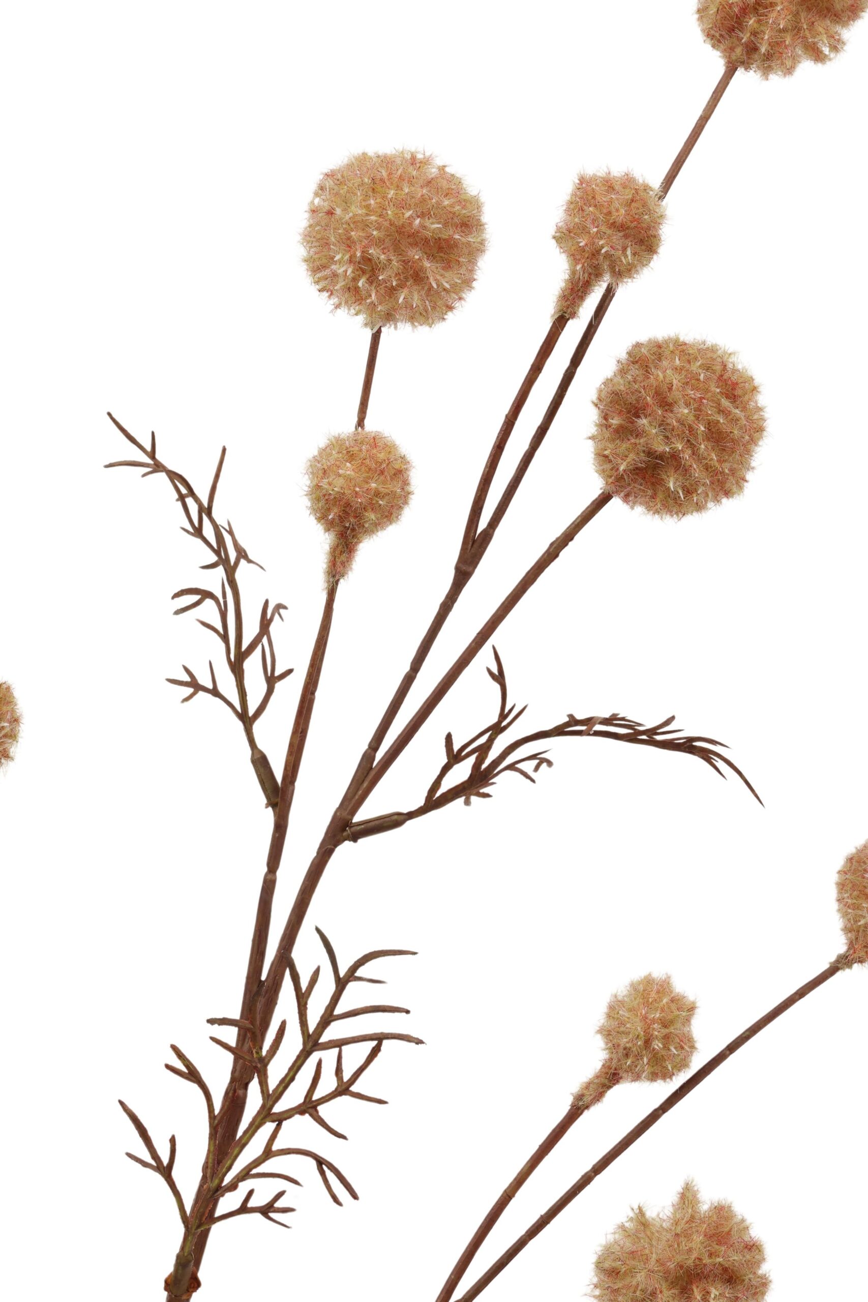 Distel tak 84 cm lichtkoffie, foto 2 van 2