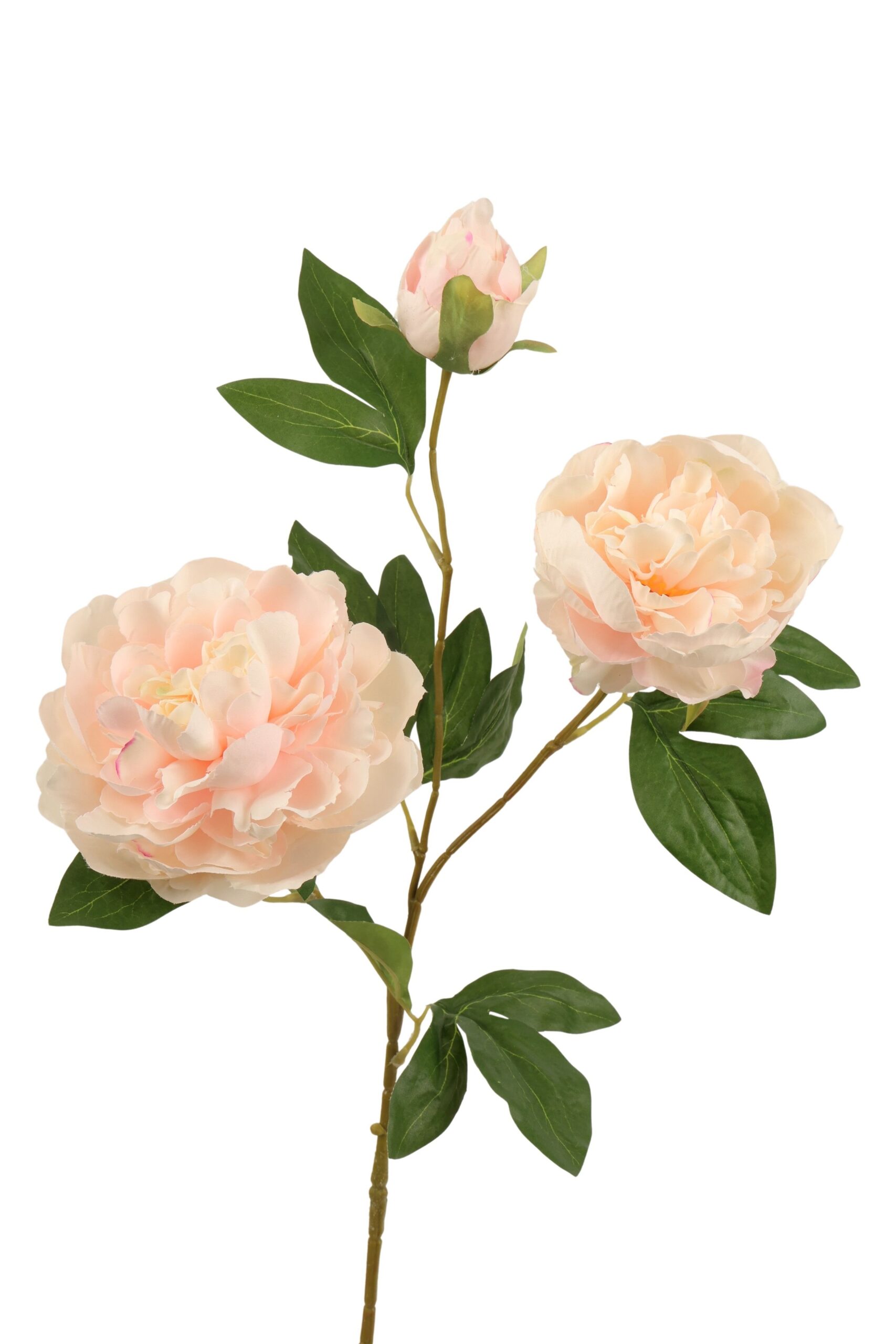 Pioen tak x 3 75 cm crème/roze