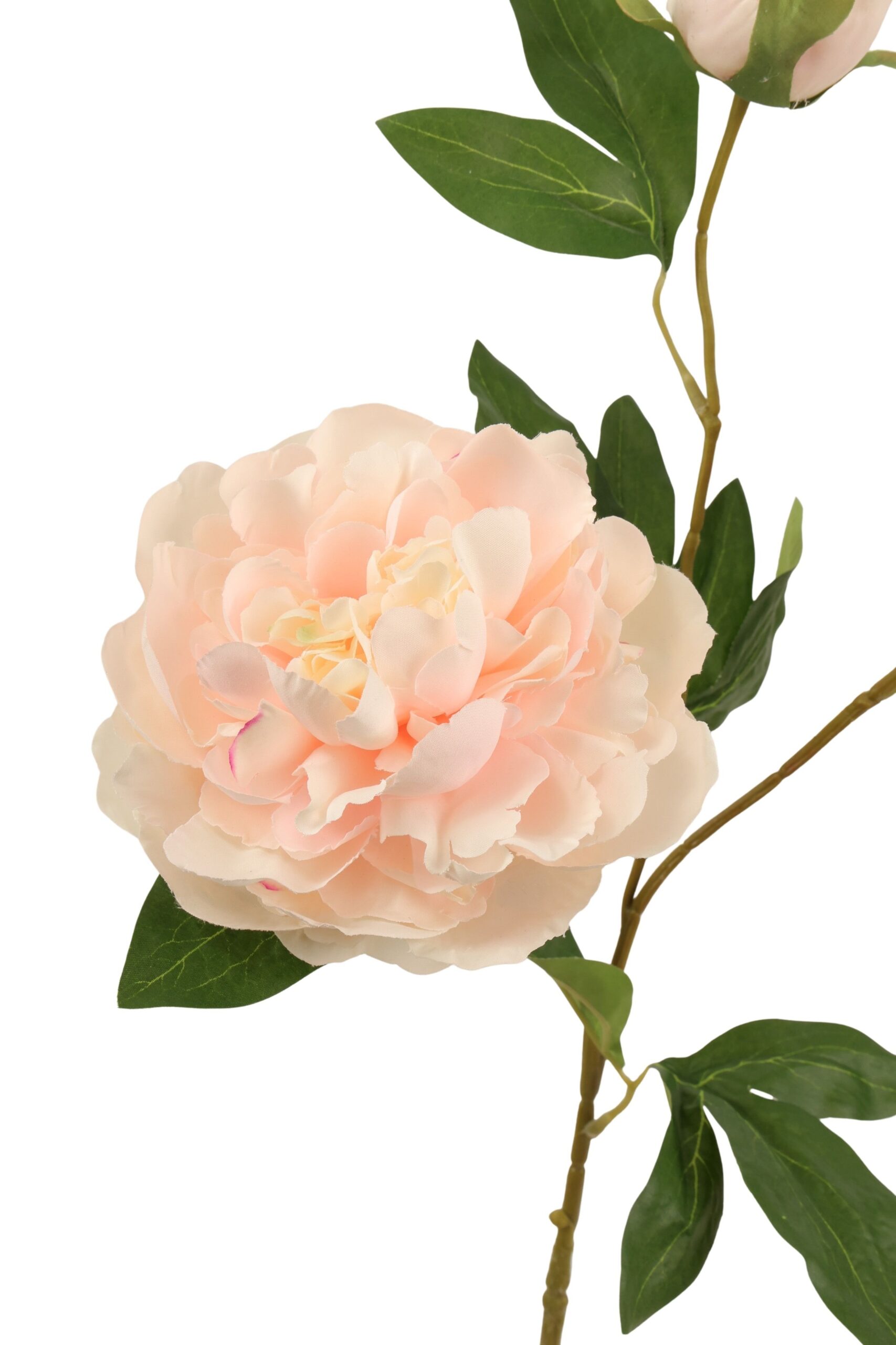 Pioen tak x 3 75 cm crème/roze, foto 2 van 2
