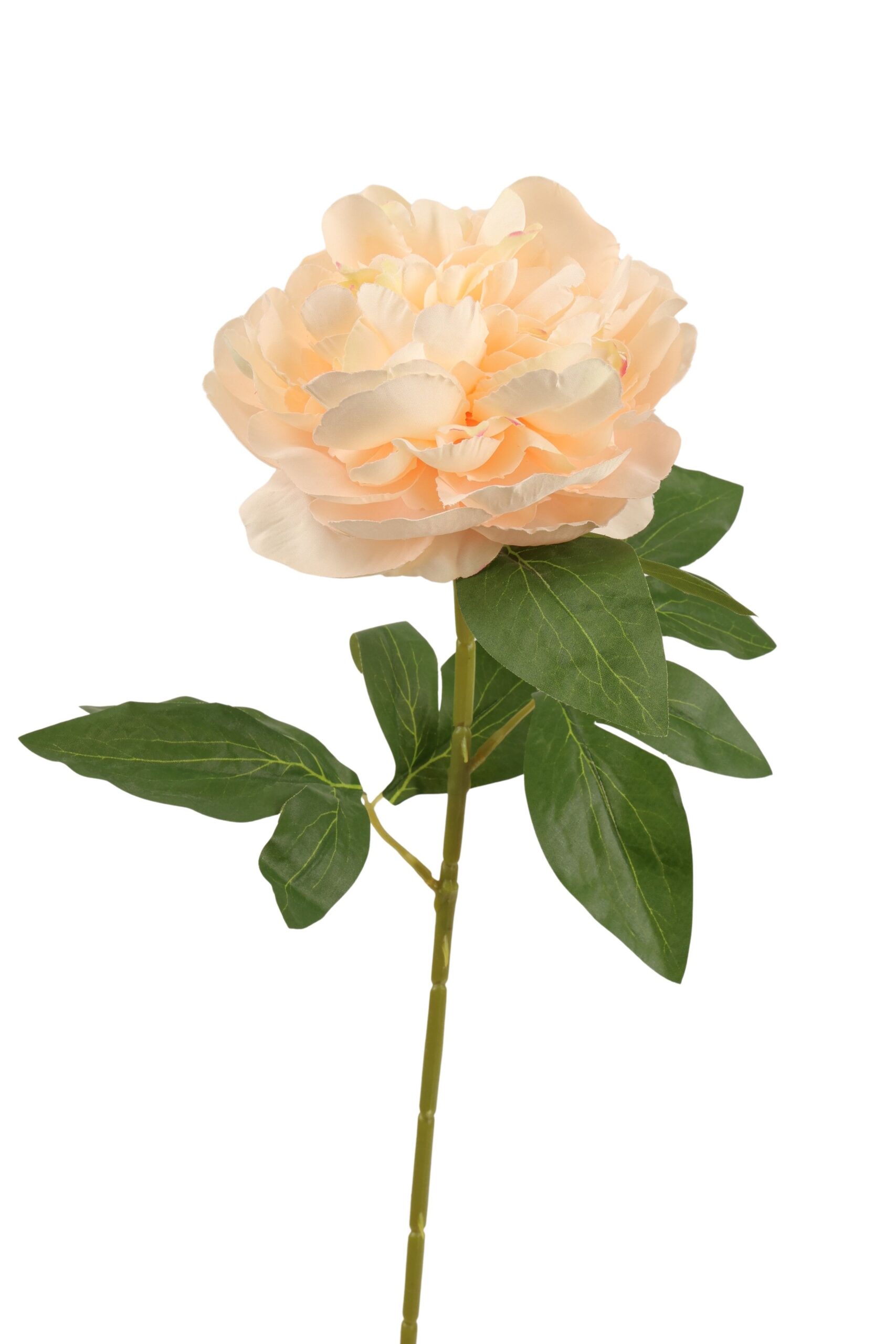 Pioen tak x 1 70 cm crème