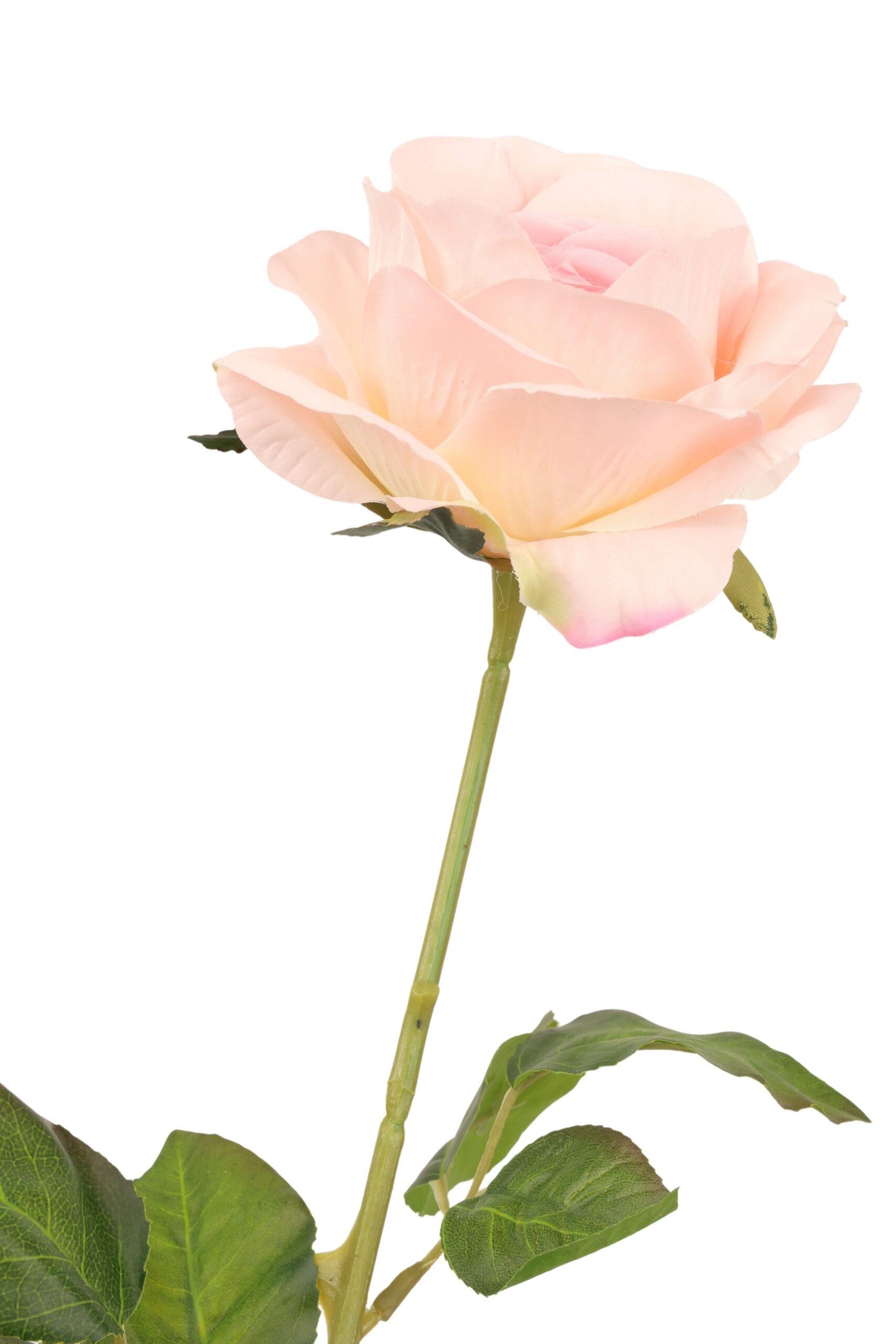 Roos tak x1 67 cm roze, foto 2 van 2