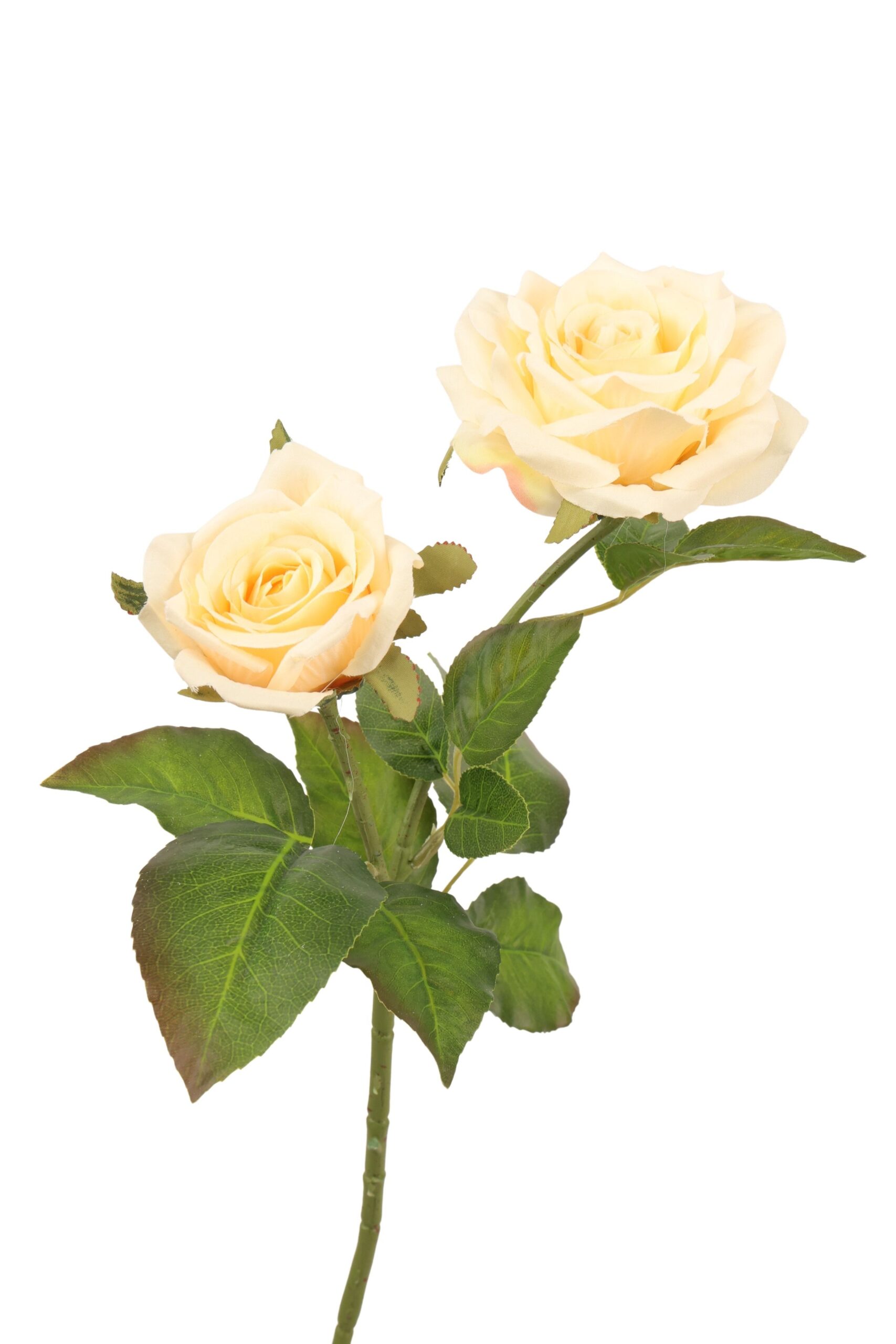 Roos tak x 2 65 cm champagne