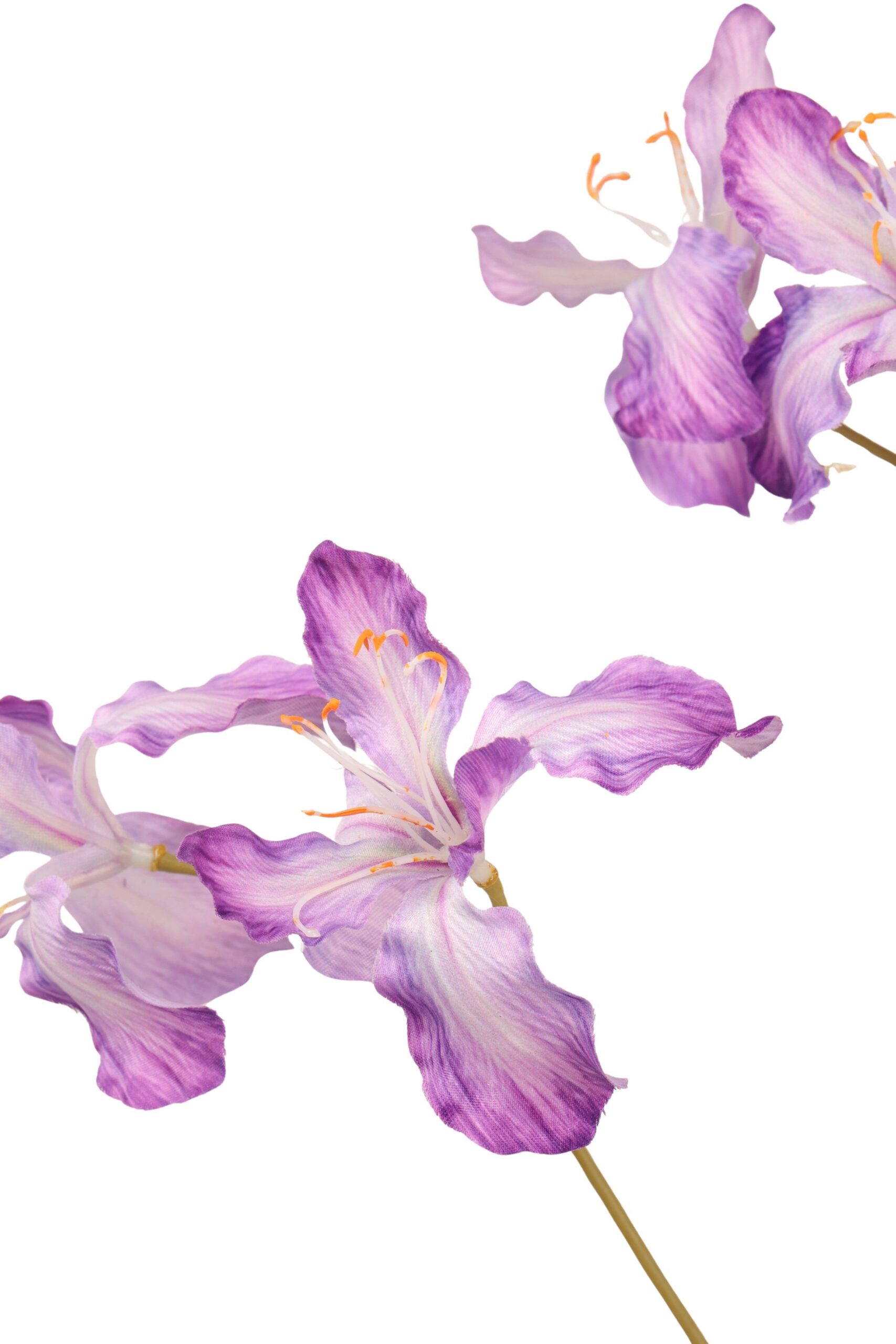 Iris tak 104 cm paars, foto 2 van 2