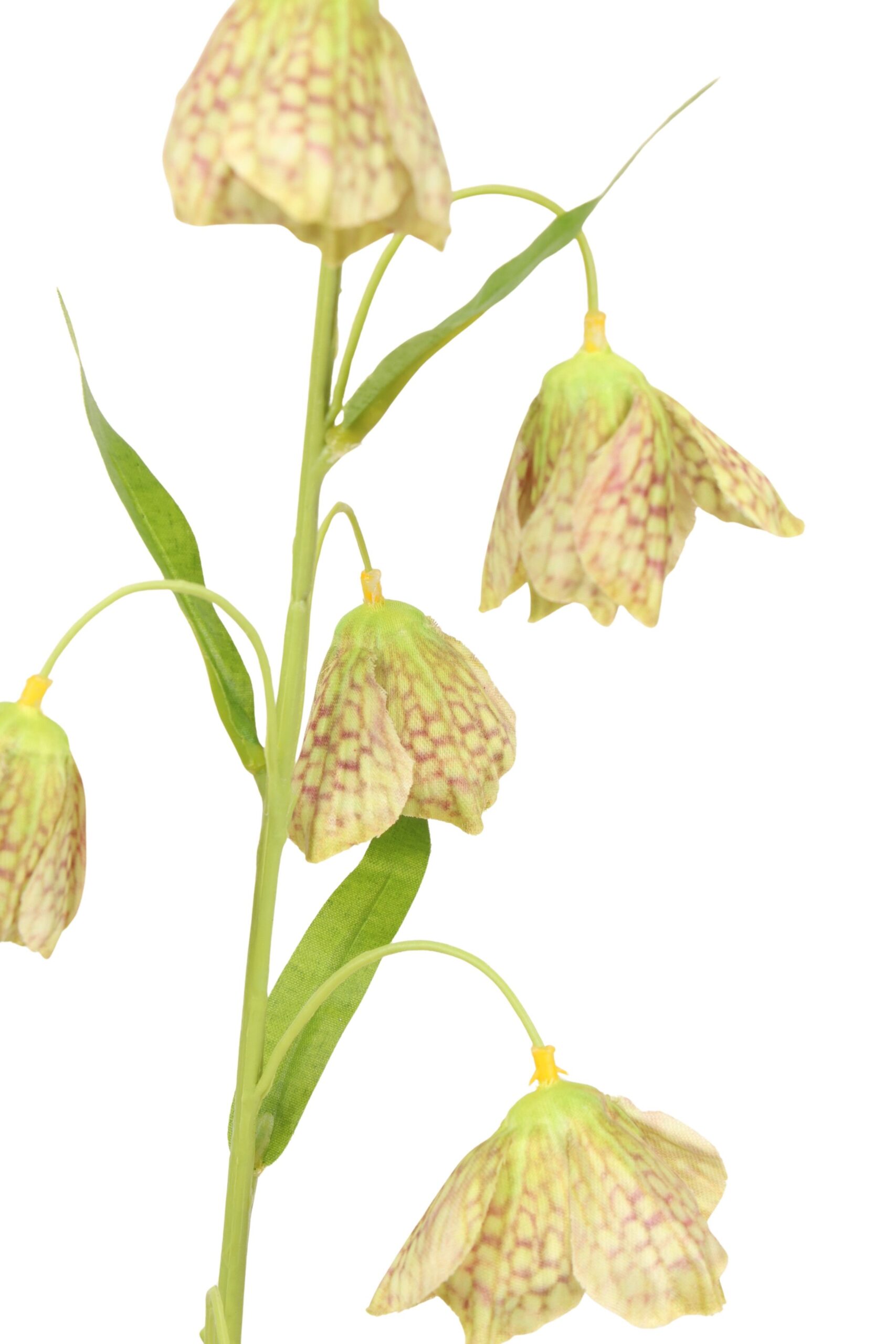 Frittularia tak 80 cm groen, foto 2 van 2