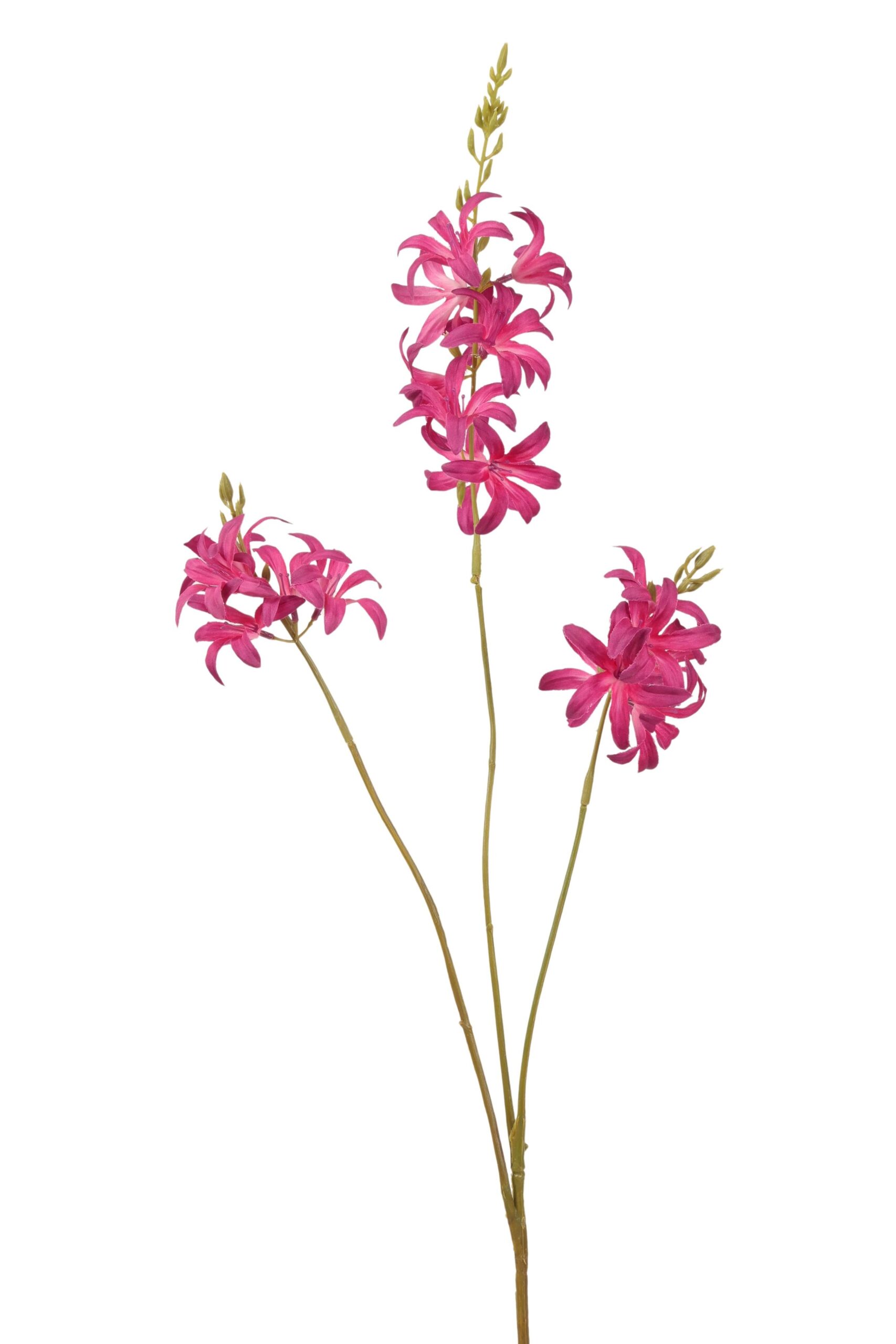 Camasia tak x 3 75 cm fuchsia