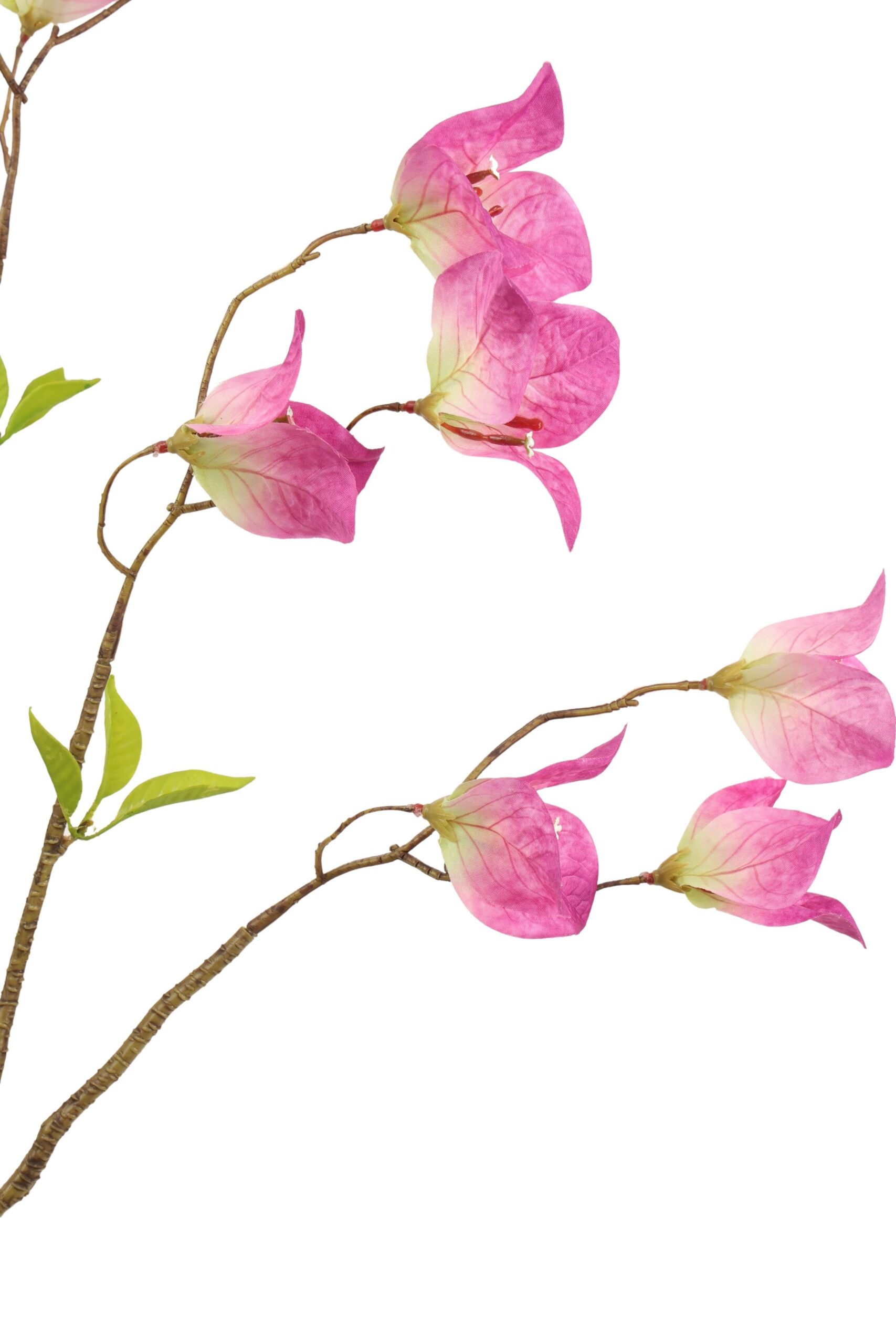 Bougainvillia tak 80 cm paars, foto 2 van 2