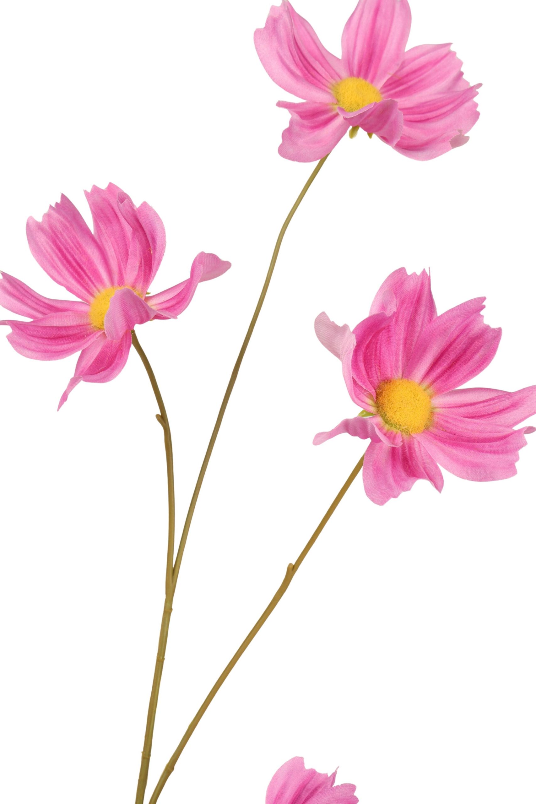 Cosmea tak x 5 110 cm lichtpaars, foto 2 van 2
