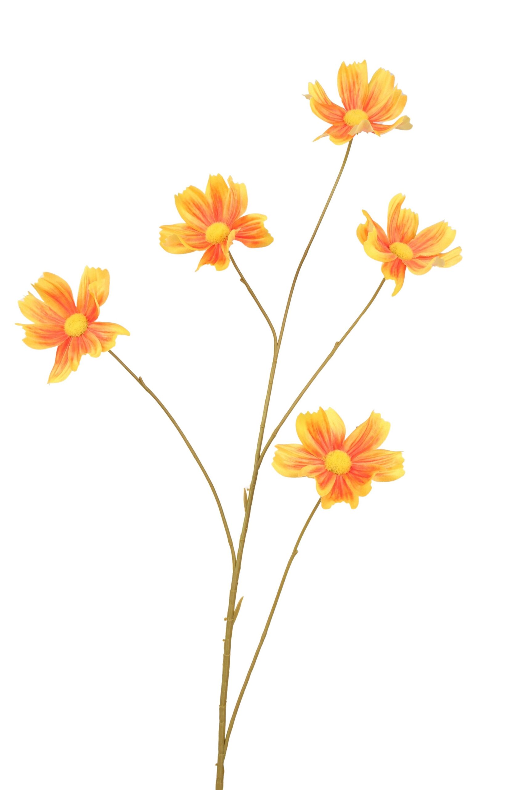 Cosmea tak x 5 110 cm geel/oranje