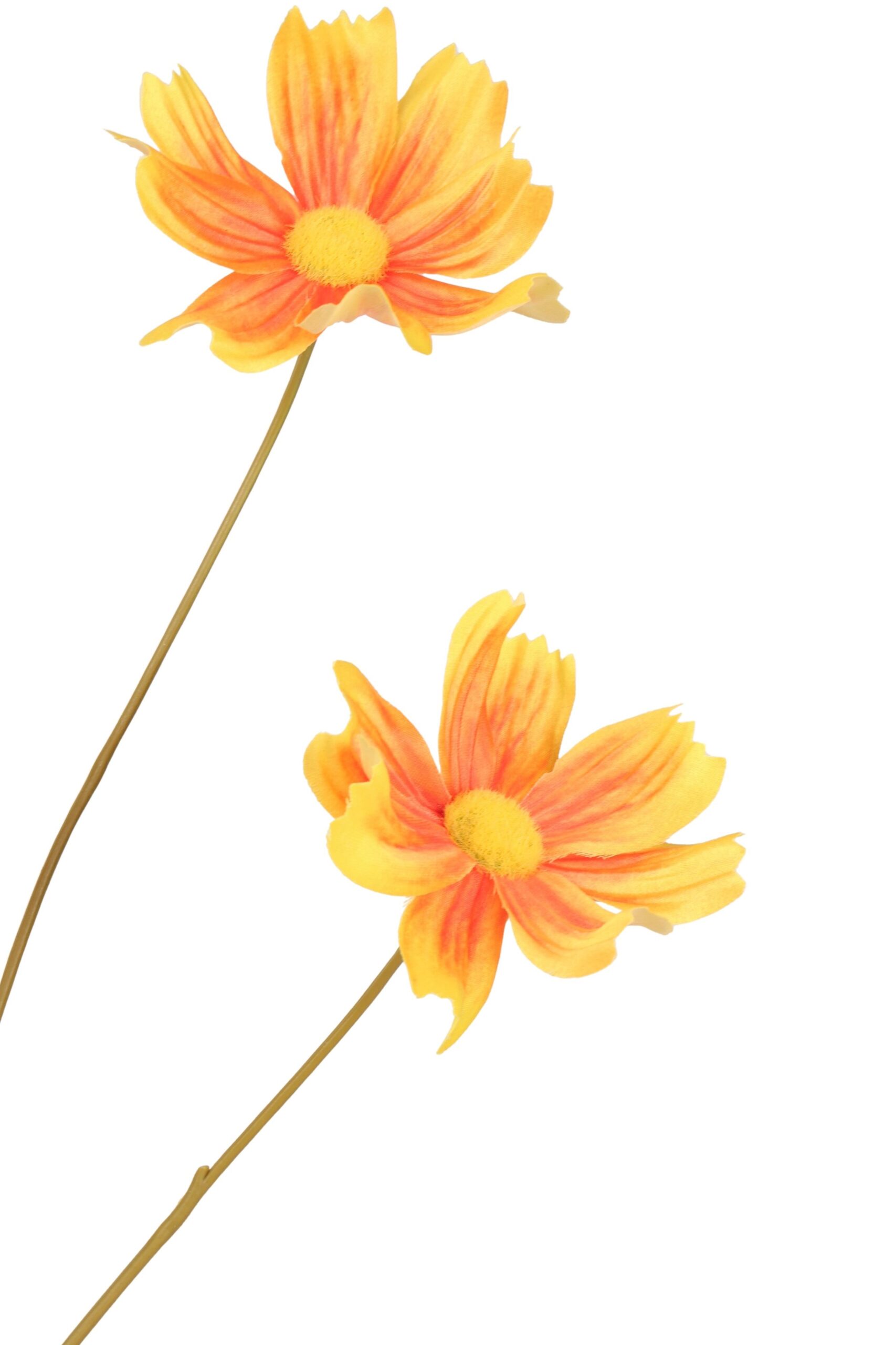 Cosmea tak x 5 110 cm geel/oranje, foto 2 van 2