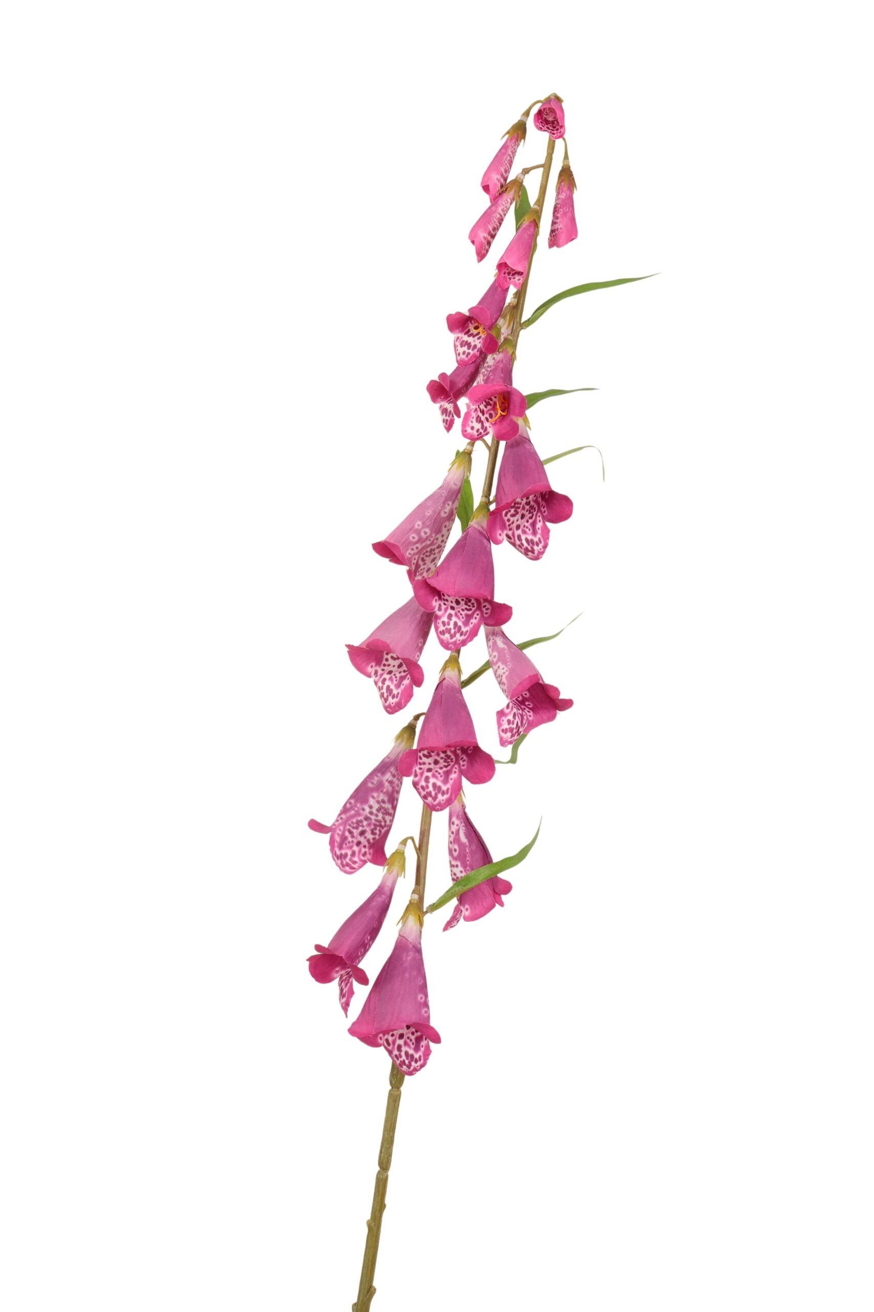 Vingerhoedskruid 108 cm fuchsia