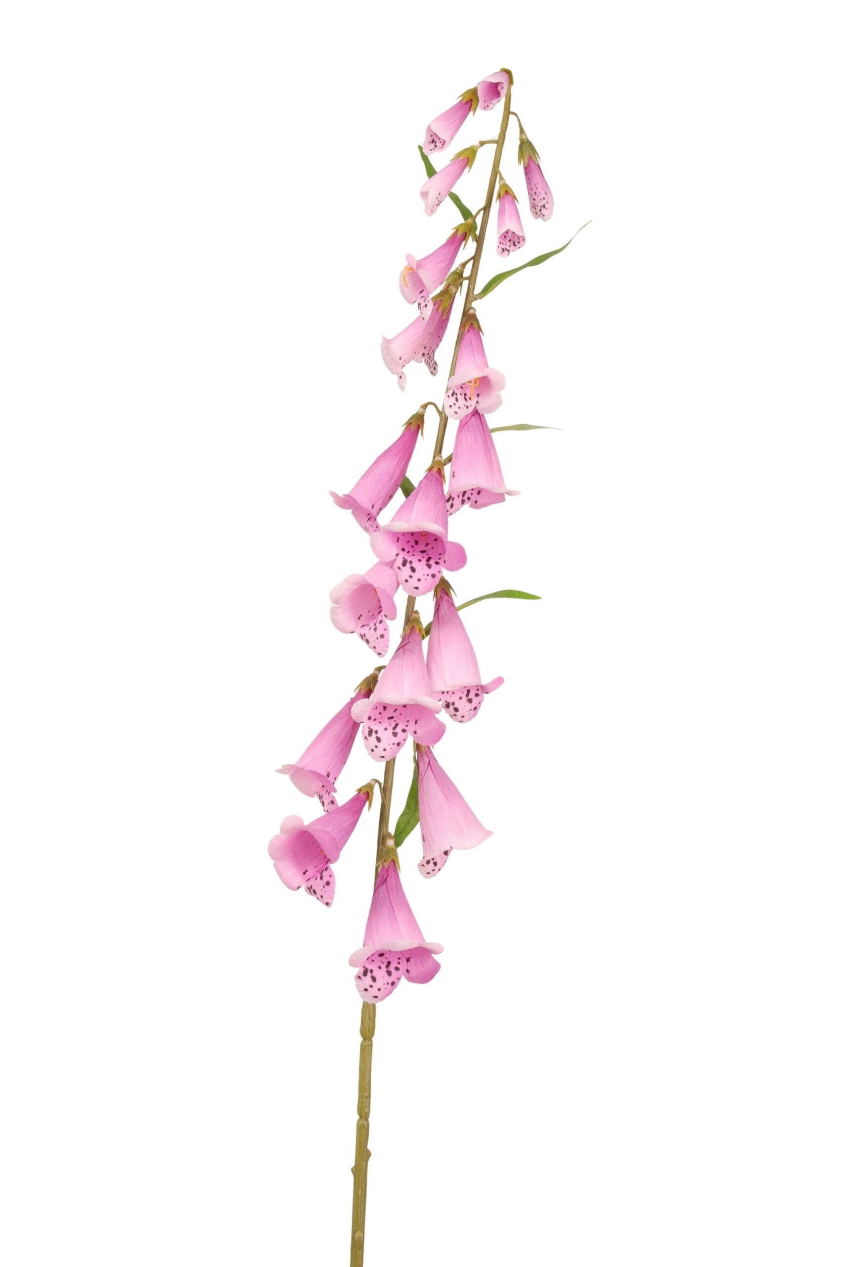Vingerhoedskruid 108 cm donkerroze
