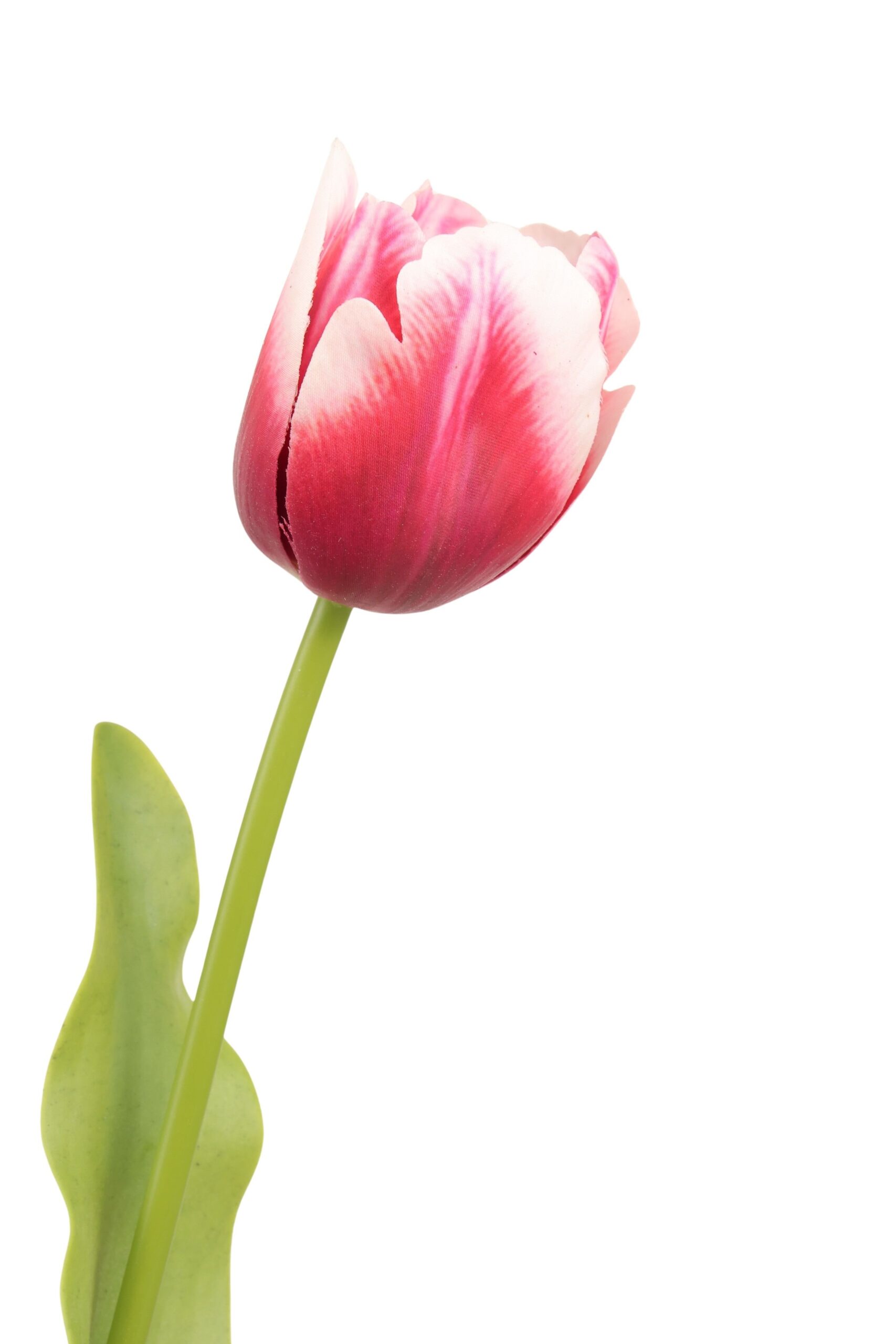 Tulp real touch met 2 blad 70 cm bordeaux/wit, foto 2 van 2